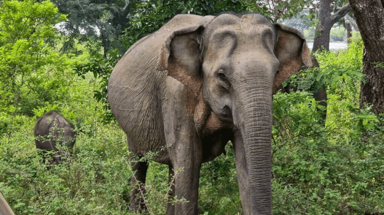 Best time to Visit - Yala National Park Blog