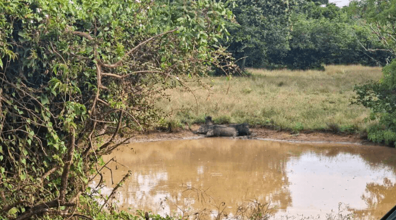 Wildlife in Yala National Park – What You Might See - Yala National Park Blog