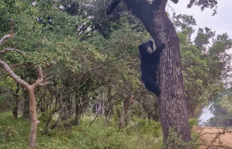 Spotting a Sloth bear - Yala National Park Blog