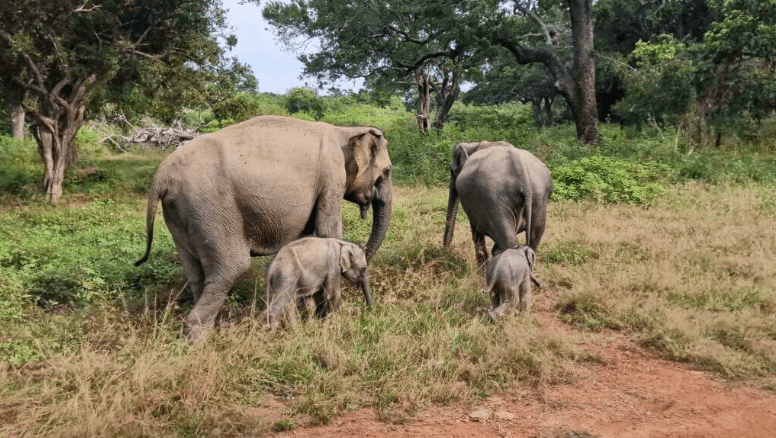 Rest of the morning - Yala National Park Blog