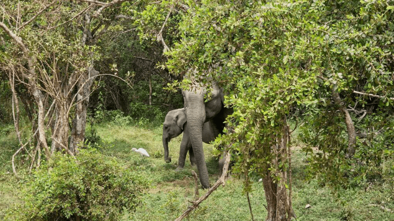 The end of the morning safari - Yala National Park Blog
