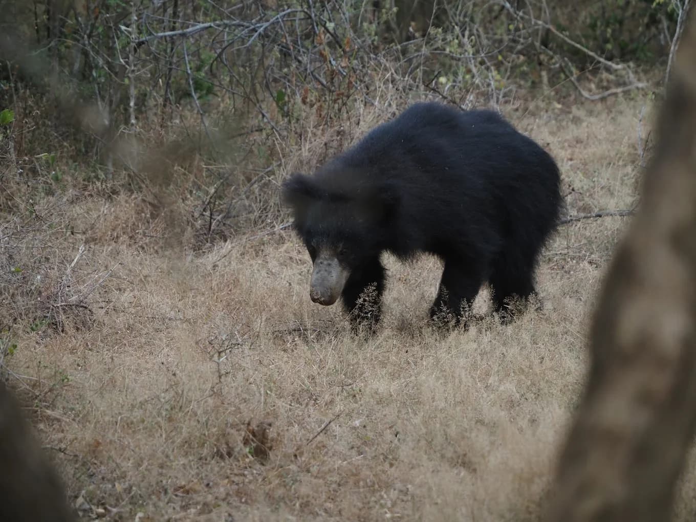 Yala Evening Tour (4 Hours)
