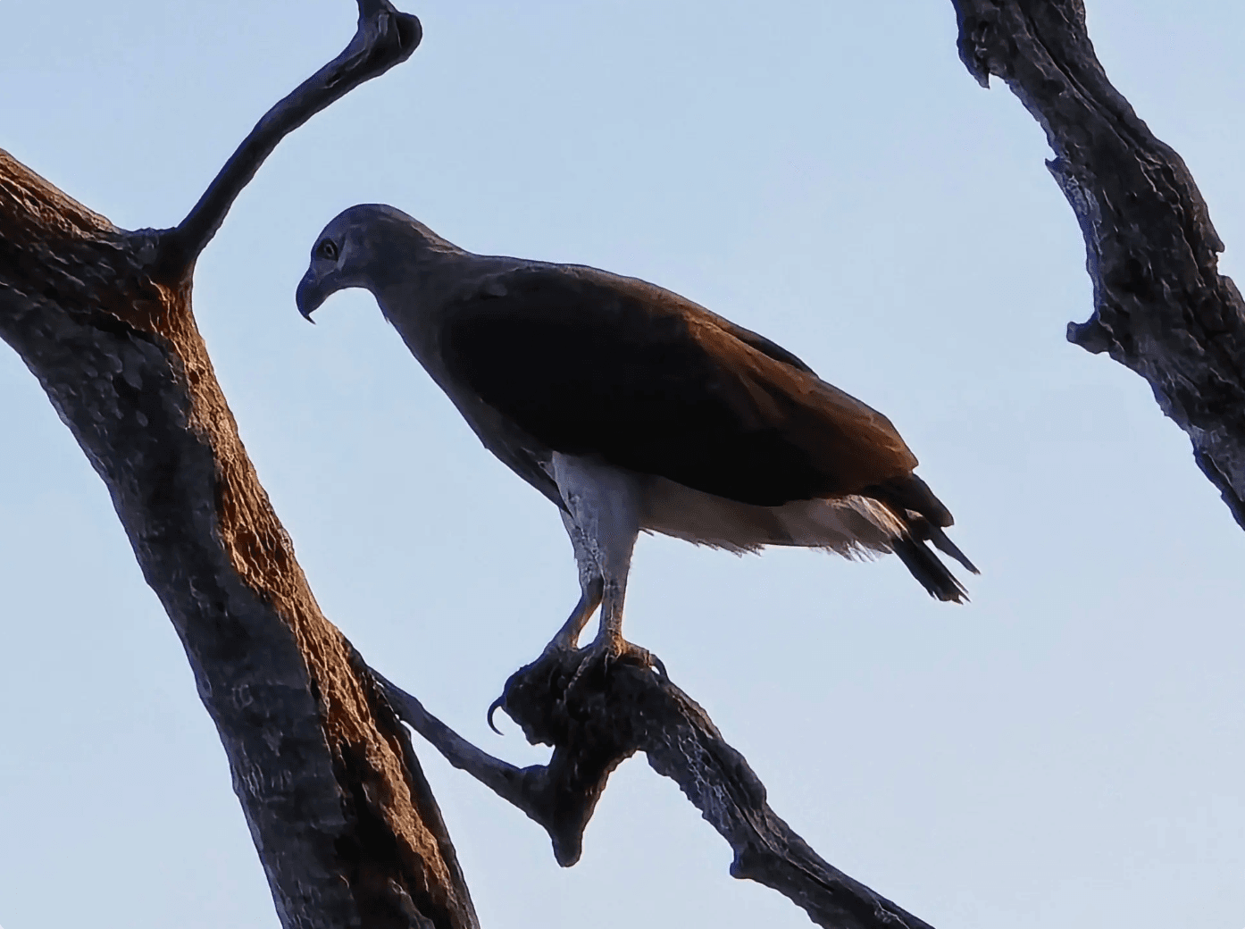 Yala Safari Sri Lanka The Ultimate Wildlife Adventure - Yala National Park Blog