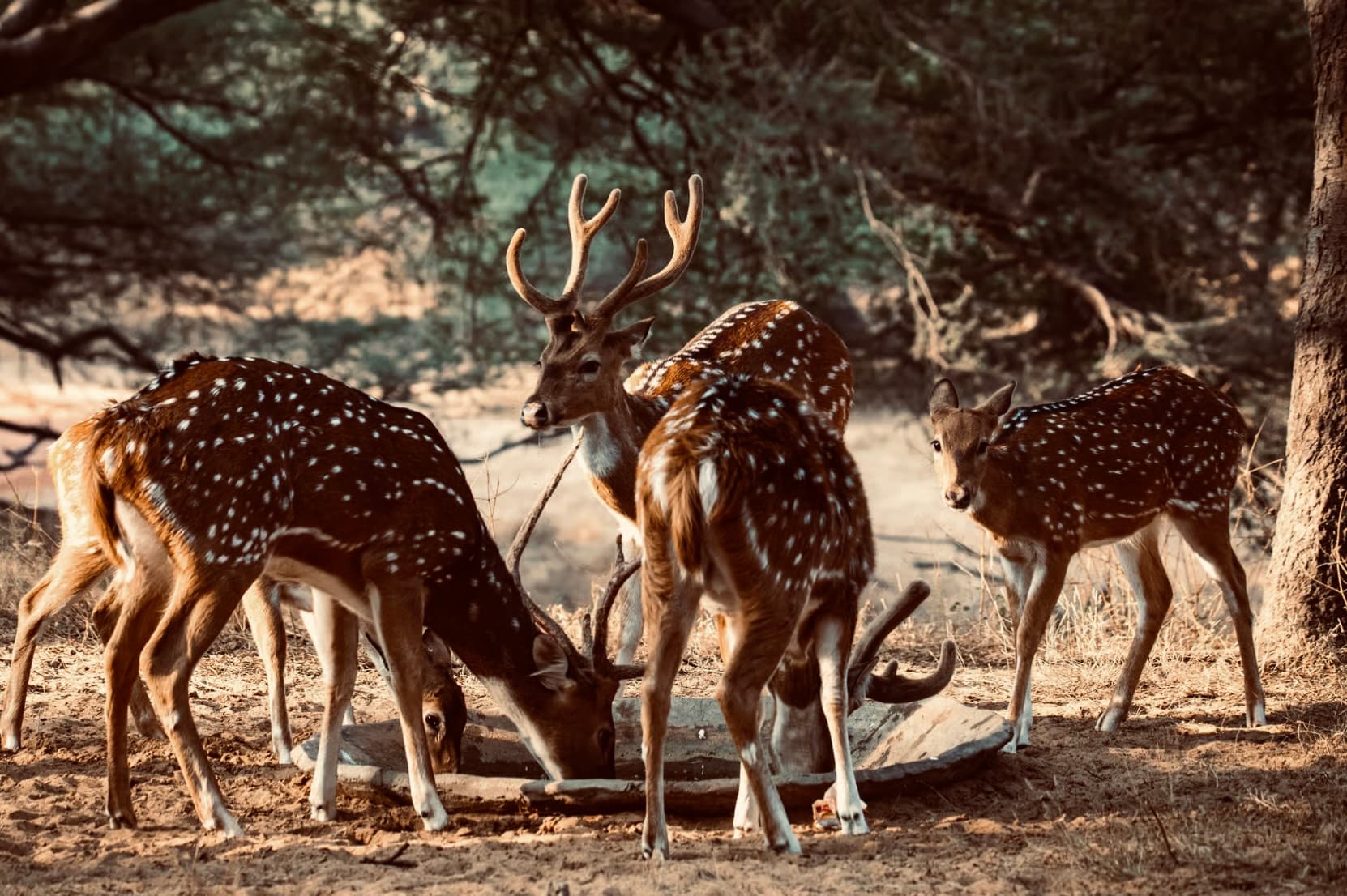 The Ultimate Guide to Yala National Park Leopard Sightings, Safari Costs, and Insider Tips - Yala National Park Blog