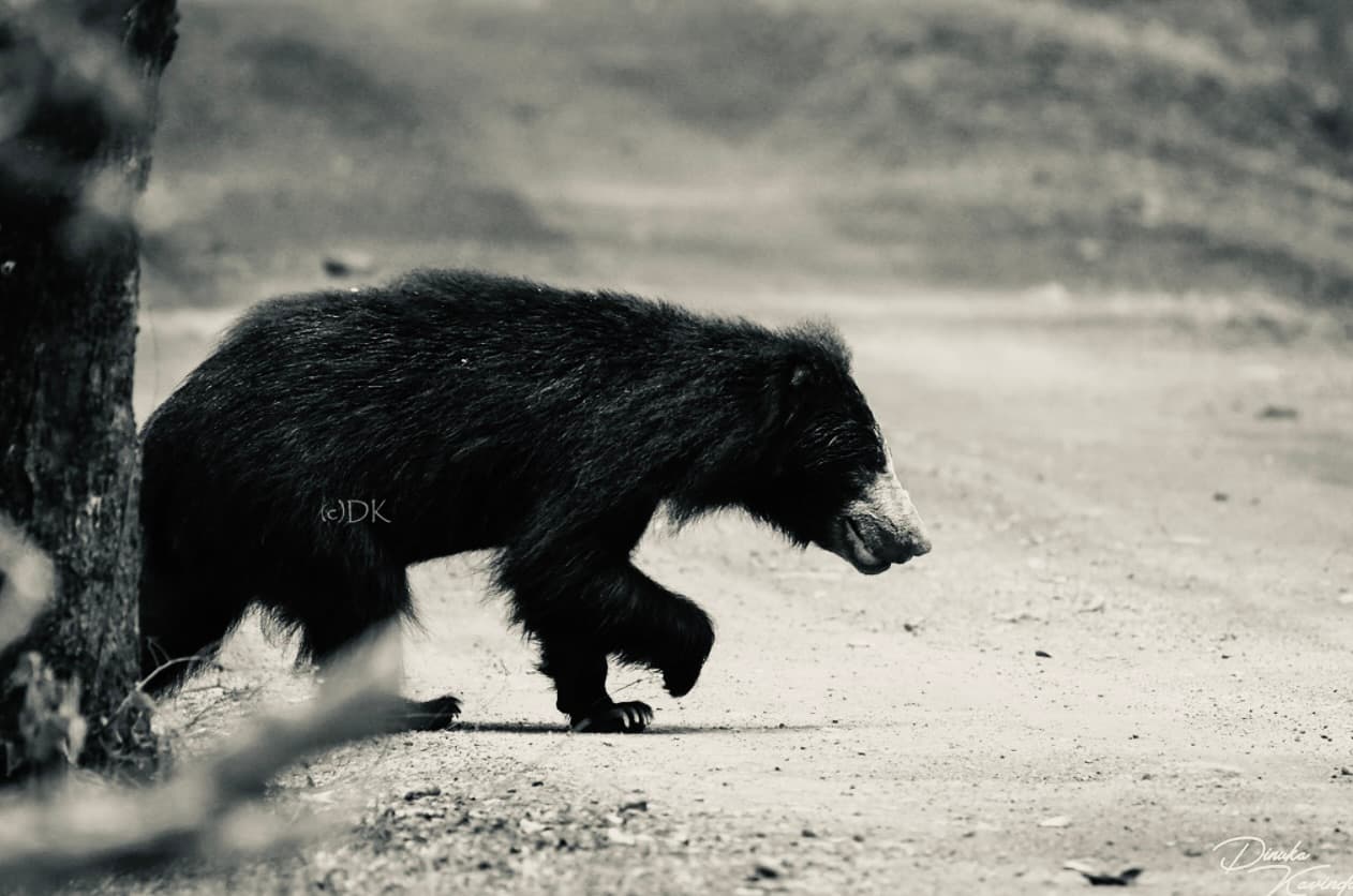 Bundala Half day tour