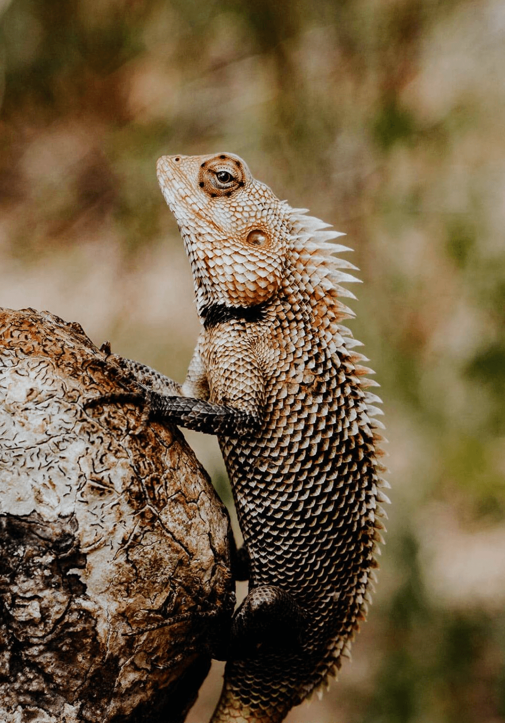 A guide to Yala National Park, Sri Lanka’s best safari destination - Yala National Park Blog