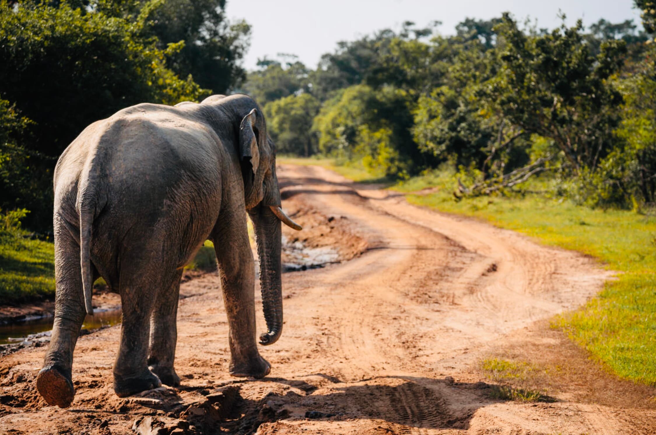 Ultimate Guide to Visiting Yala National Park in Sri Lanka - Yala National Park Blog
