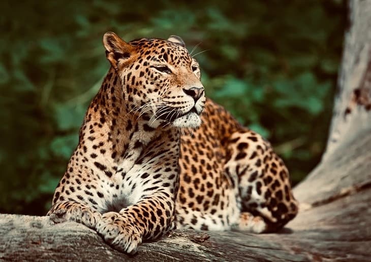 The Ultimate Traveler's Guide to Yala National Park, Sri Lanka: Wildlife, Safaris & Leopard Secrets - Yala National Park Blog