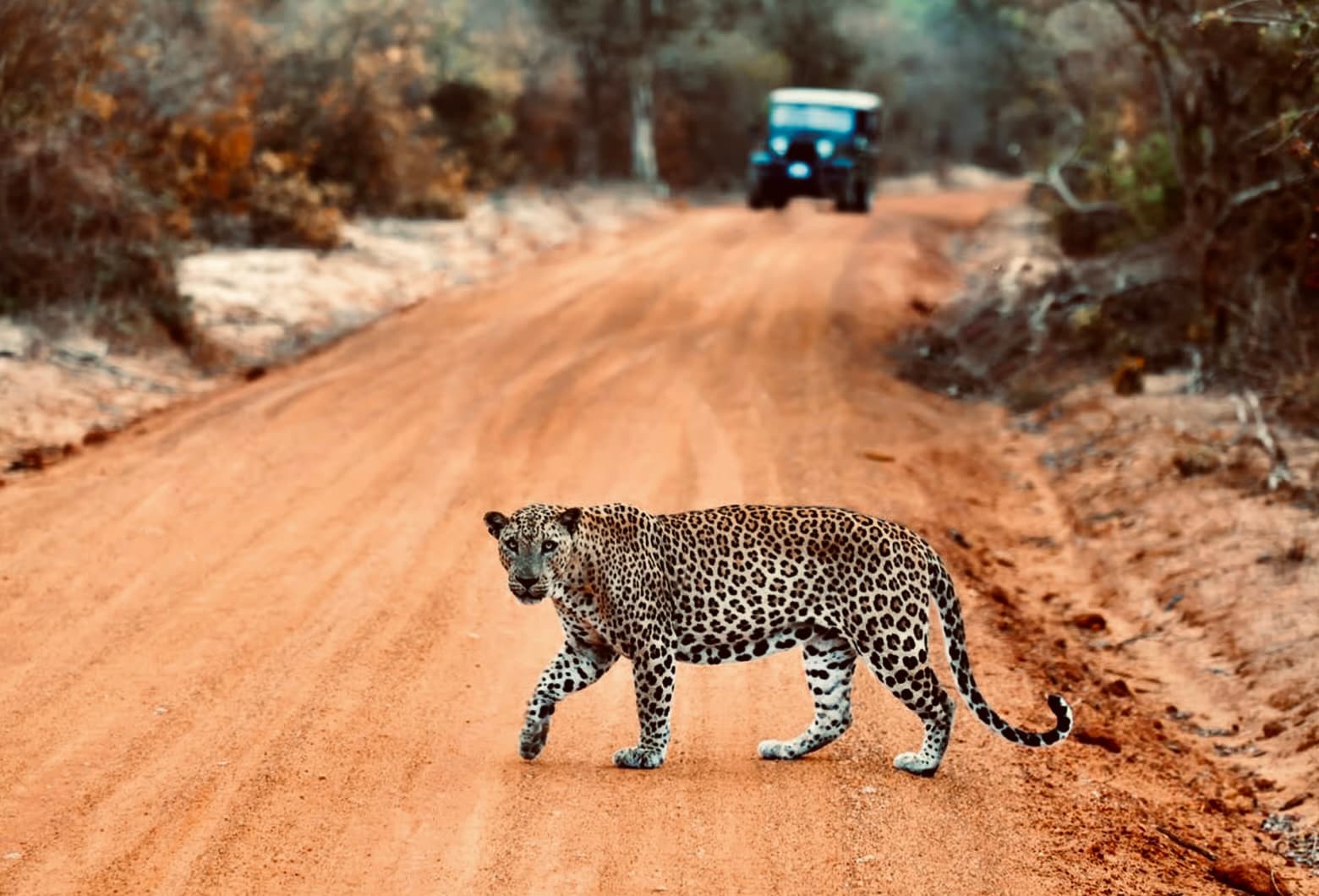 Yala National Park Safari Guide (2025): Leopards, Costs & Expert Tips - Yala National Park Blog