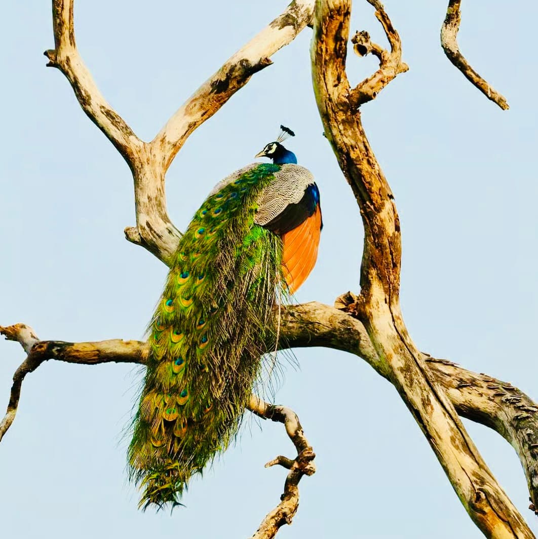 Yala National Park Safari 2025: The Ultimate Guide to Reopening, Fees, & Leopard Spotting - Yala National Park Blog