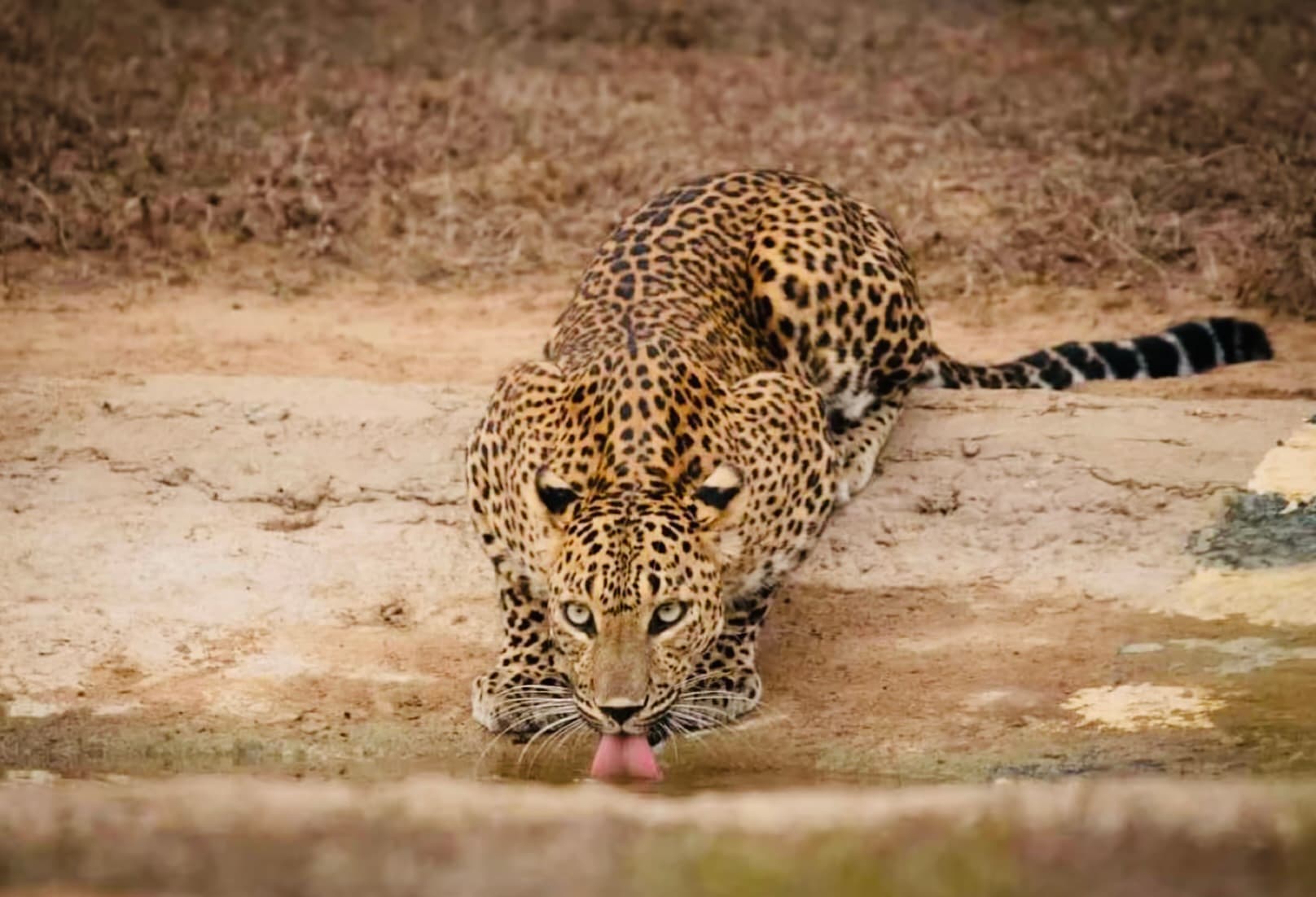 Yala National Park Safari 2025: The Honest Guide to Costs, Leopards, and Avoiding Crowds - Yala National Park Blog