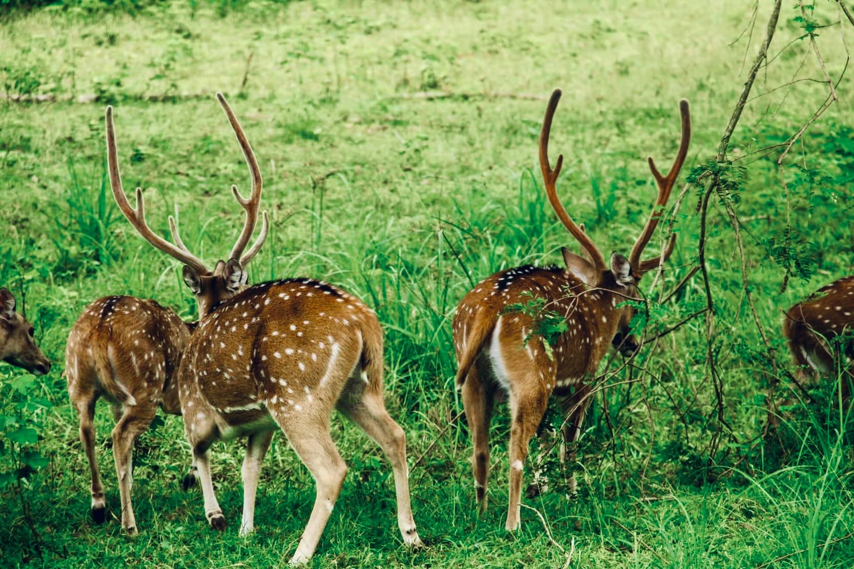 The Ultimate Yala National Park Safari Guide (2025 Updates): Leopards, Luxury, and Laws - Yala National Park Blog