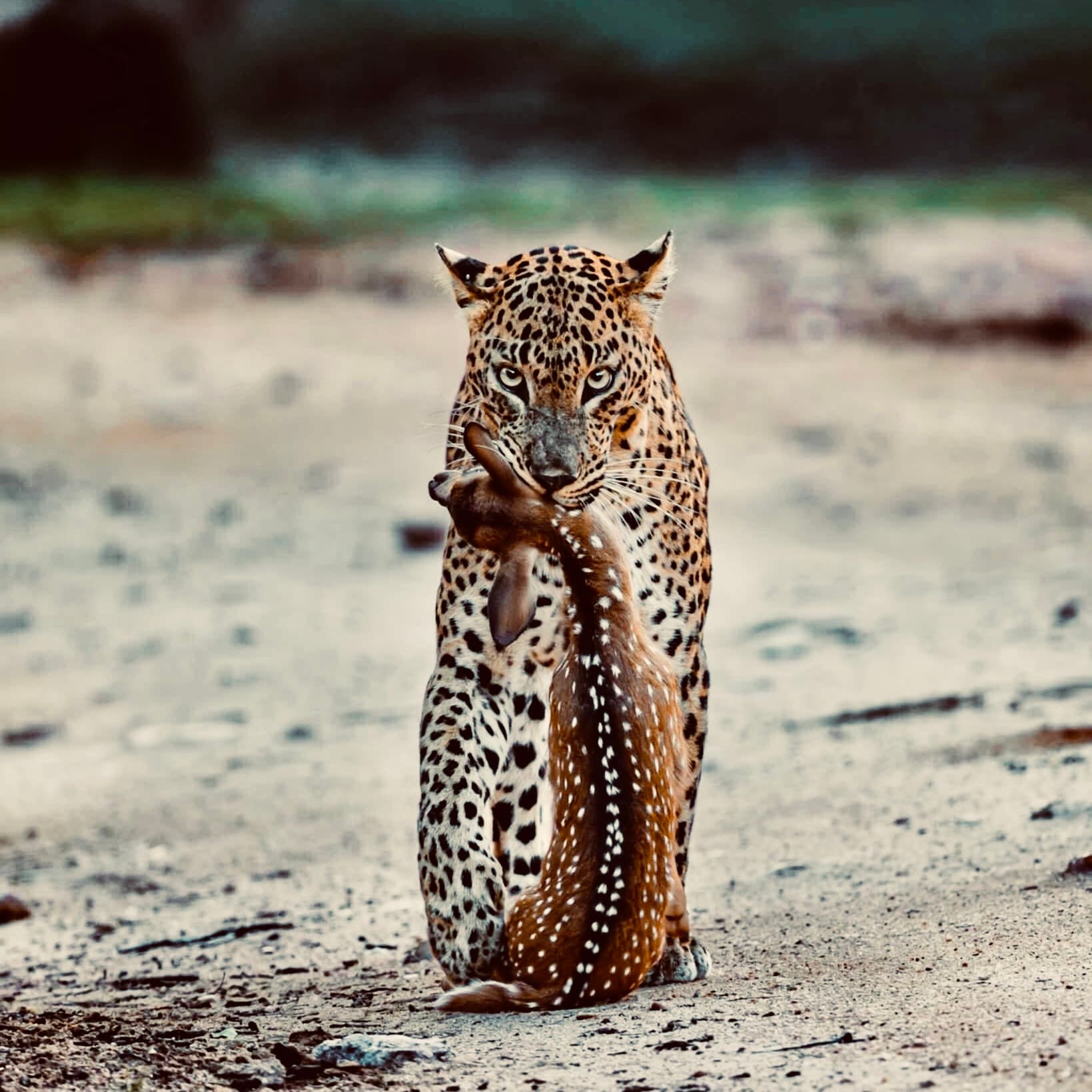 The Ultimate 2026 Yala Safari Guide See Leopards Without the Crowds - Yala National Park Blog