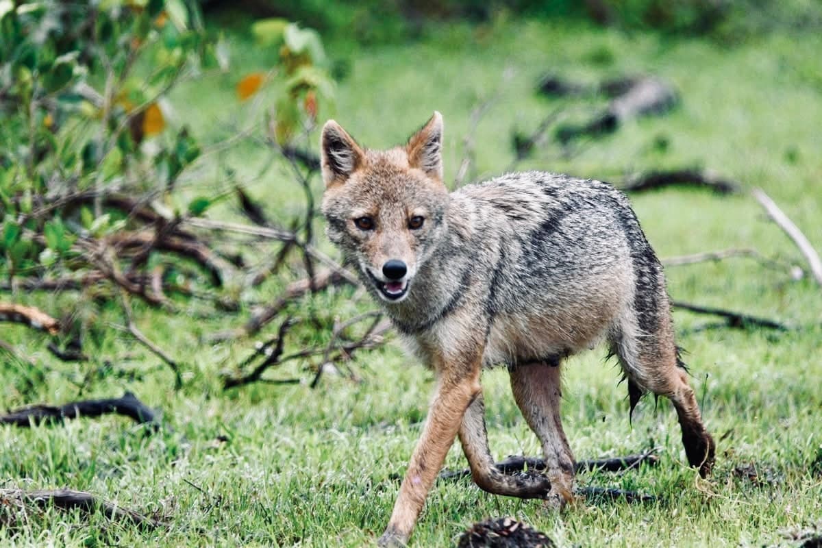 Yala National Park Safari Ultimate Guide to Leopard Sightings, Costs, Luxury Hotels & Crowd Avoidance - Yala National Park Blog