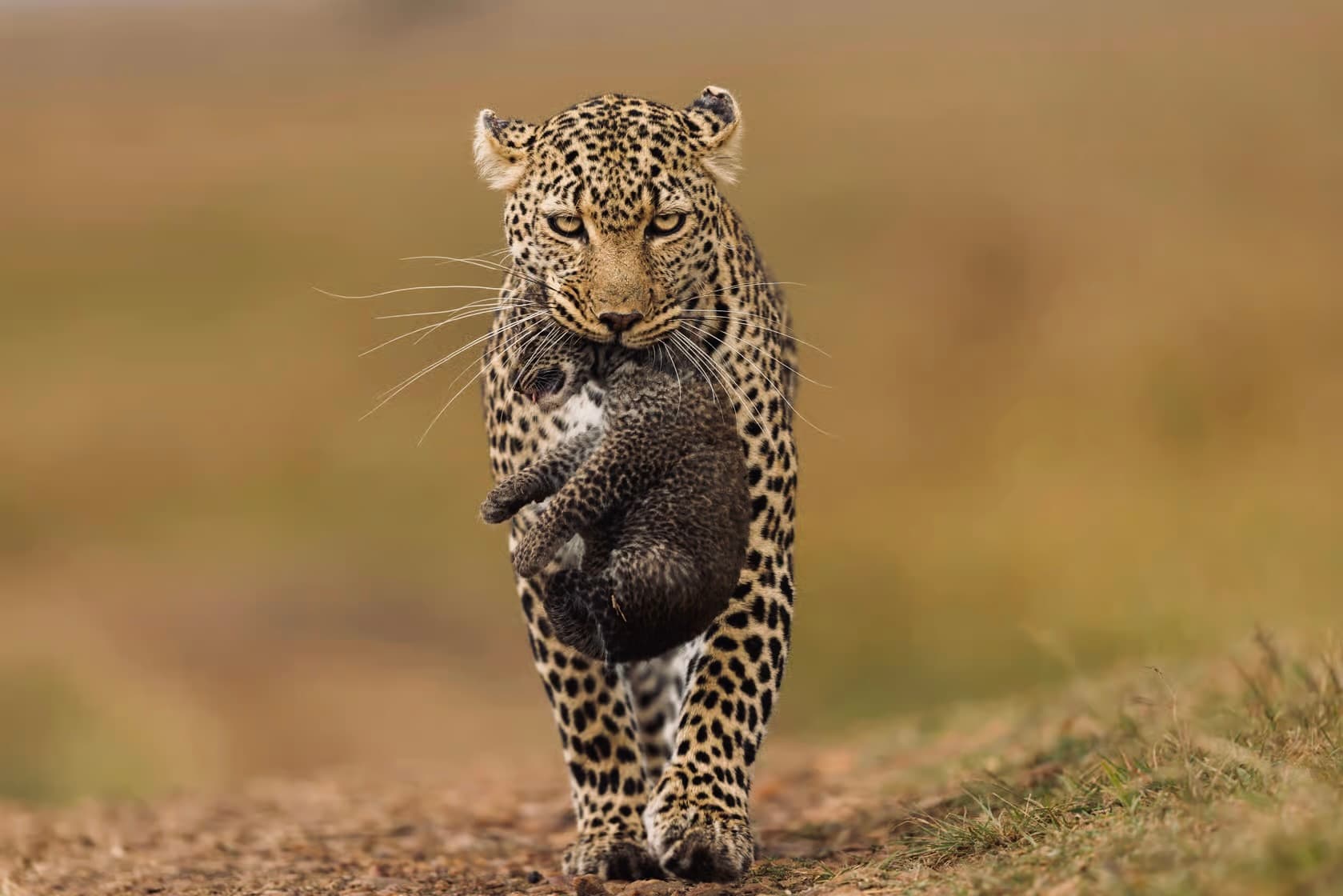 Yala National Park Safari 2026 The Honest Guide to Leopards, Costs & avoiding Crowds - Yala National Park Blog