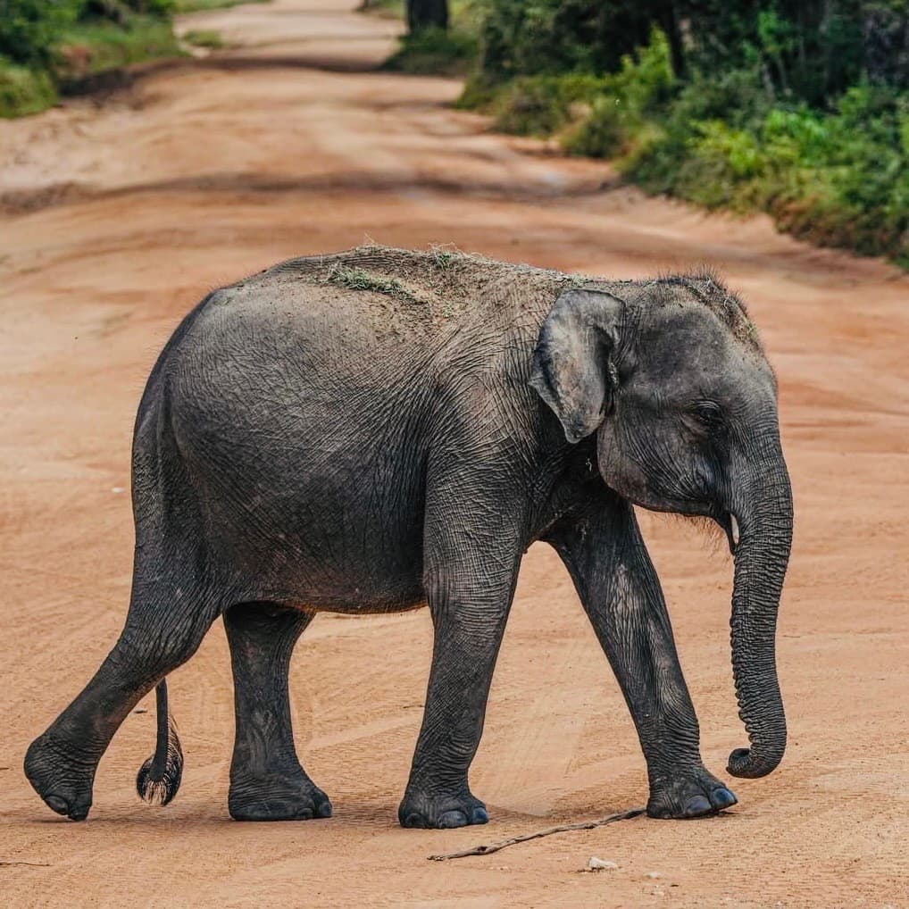 Ultimate Guide to Yala National Park Safari (2026) — Best Tips, Wildlife & Everything You Really Search Online - Yala National Park Blog