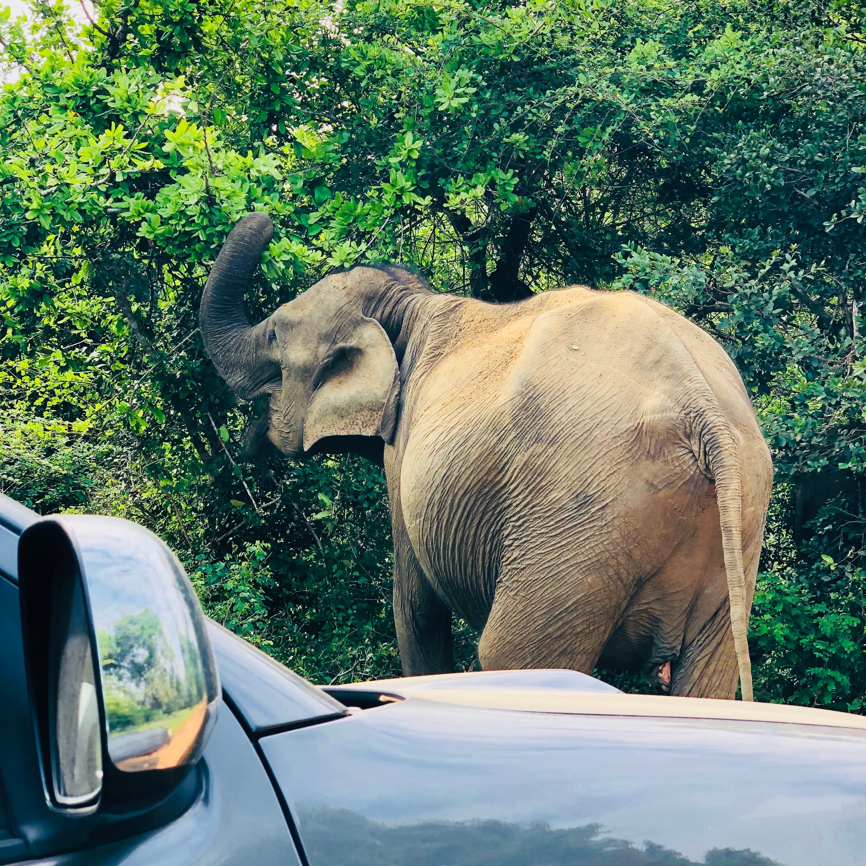 Yala National Park Safari Guide Spotting Leopards Without the Crowds - Yala National Park Blog