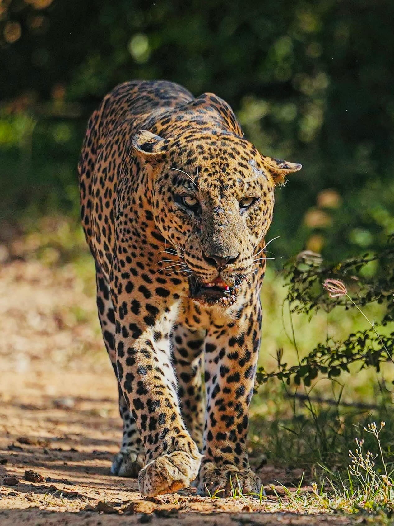 7 Hours yala safari tour