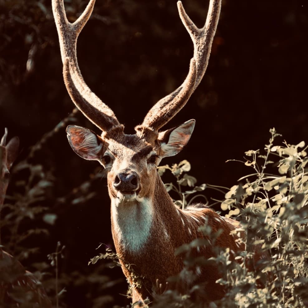 Yala Vibe Yala National Park - Yala National Park Blog