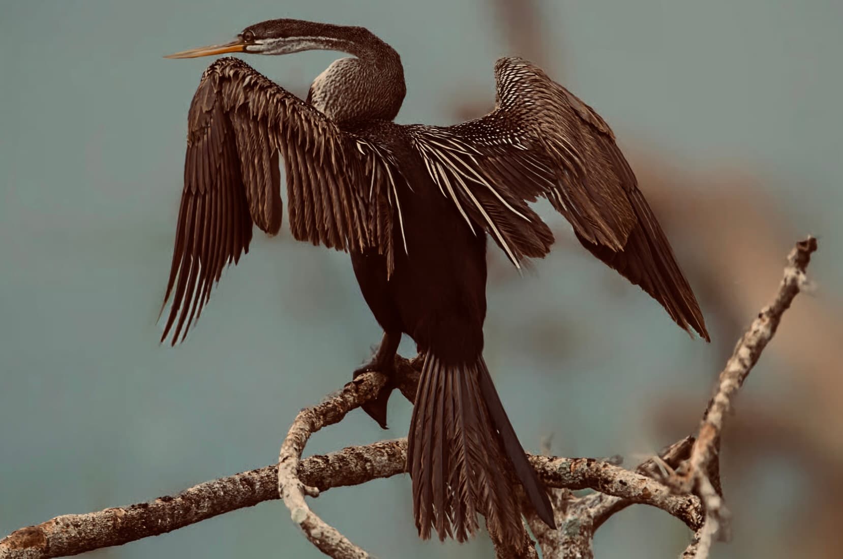 Ultimate Yala National Park Safari Guide Best Time to Visit Leopard Sightings Expert Safari Tips 2026 - Yala National Park Blog