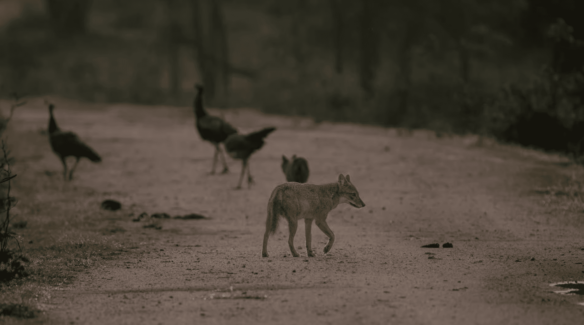 Yala National Park The World's Greatest Leopard Safari - Yala National Park Blog