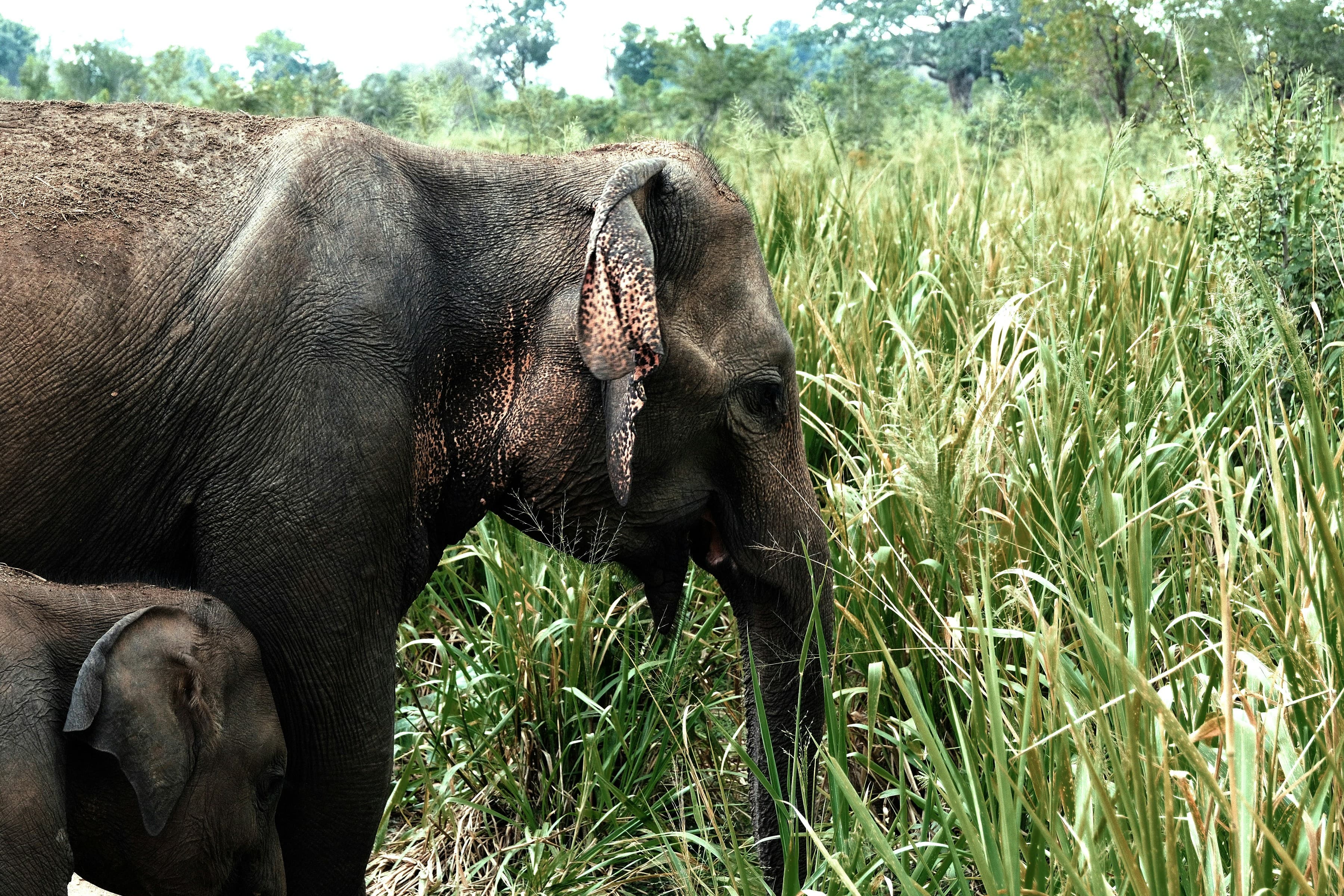 The Ultimate Yala National Park Safari Guide Everything You Need to Know - Yala National Park Blog