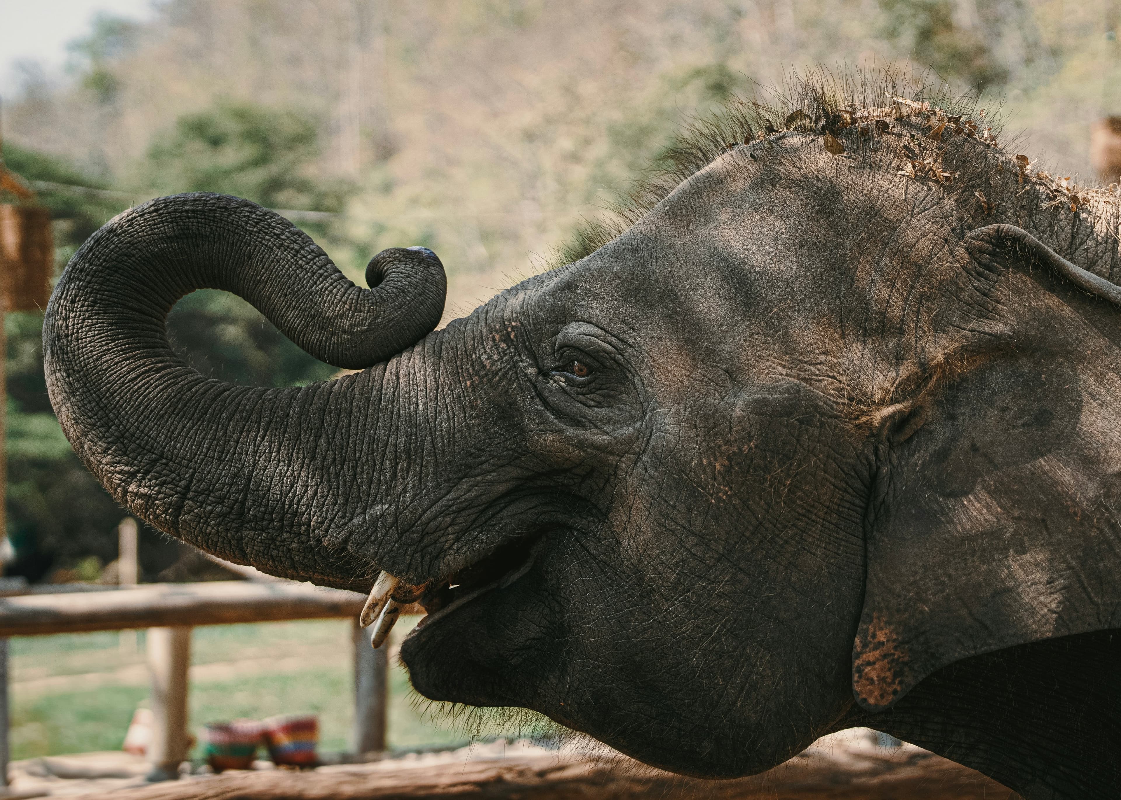 Ultimate Yala National Park Safari Guide Best Time to Visit Leopard Sightings Expert Tips (2026 Edition) - Yala National Park Blog