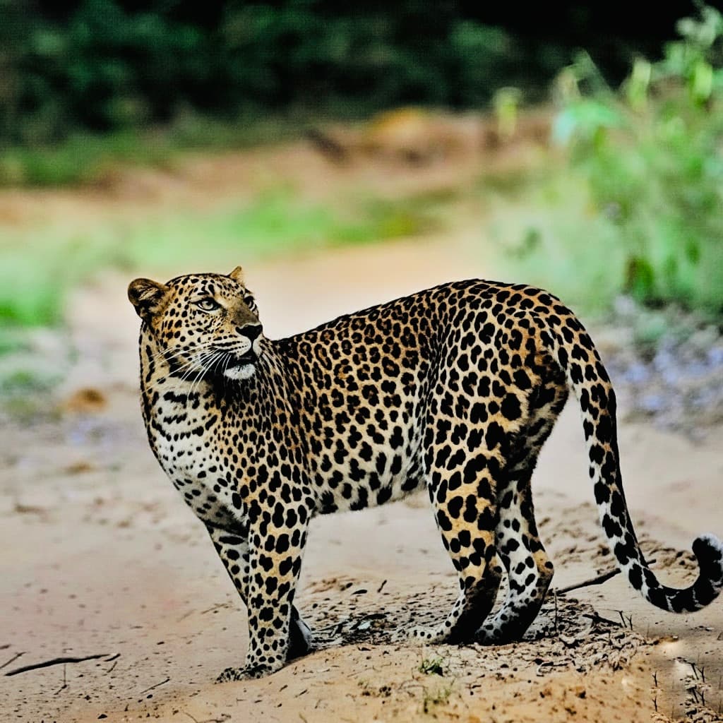 Ultimate Yala National Park Safari Guide Best Time to Visit, Leopard Sightings & Expert Tips - Yala National Park Blog