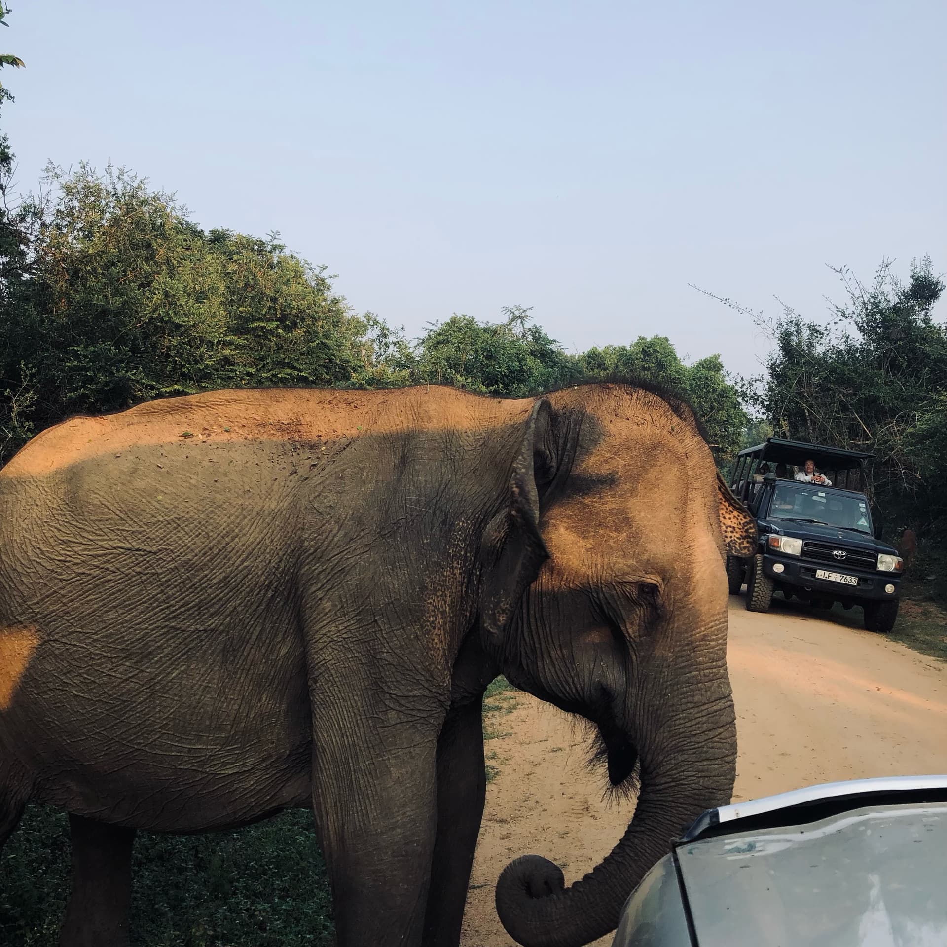The Insider’s Yala national park Safari Guide 2026: How to See Leopards Without the Crowds - Yala National Park Blog