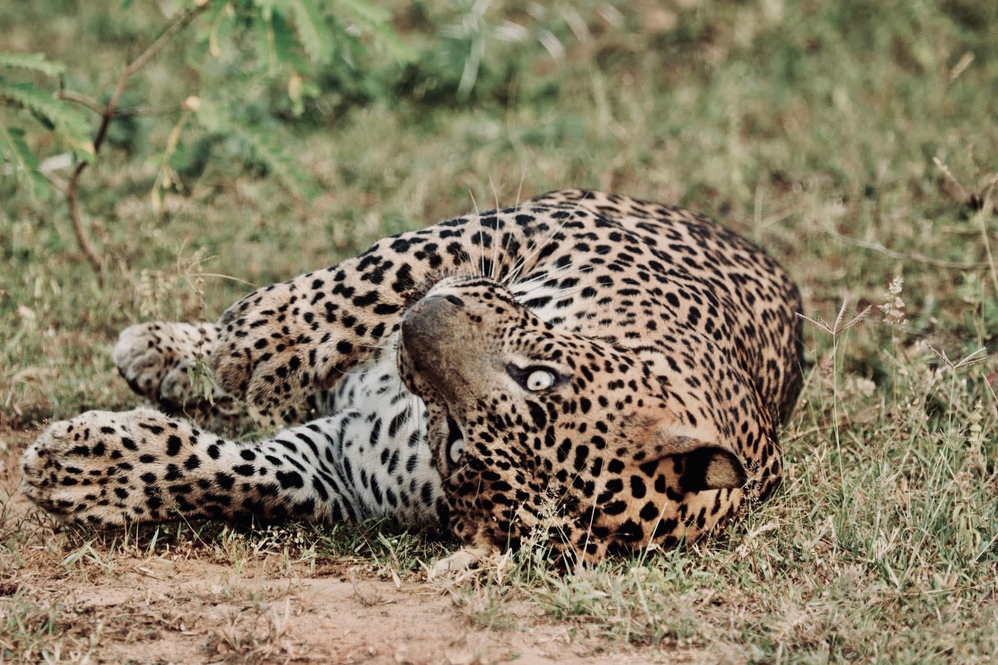Yala National Park Safari 2026: The Ultimate Guide to Leopard Sightings, Real Costs, and Avoiding the Crowds - Yala National Park Blog