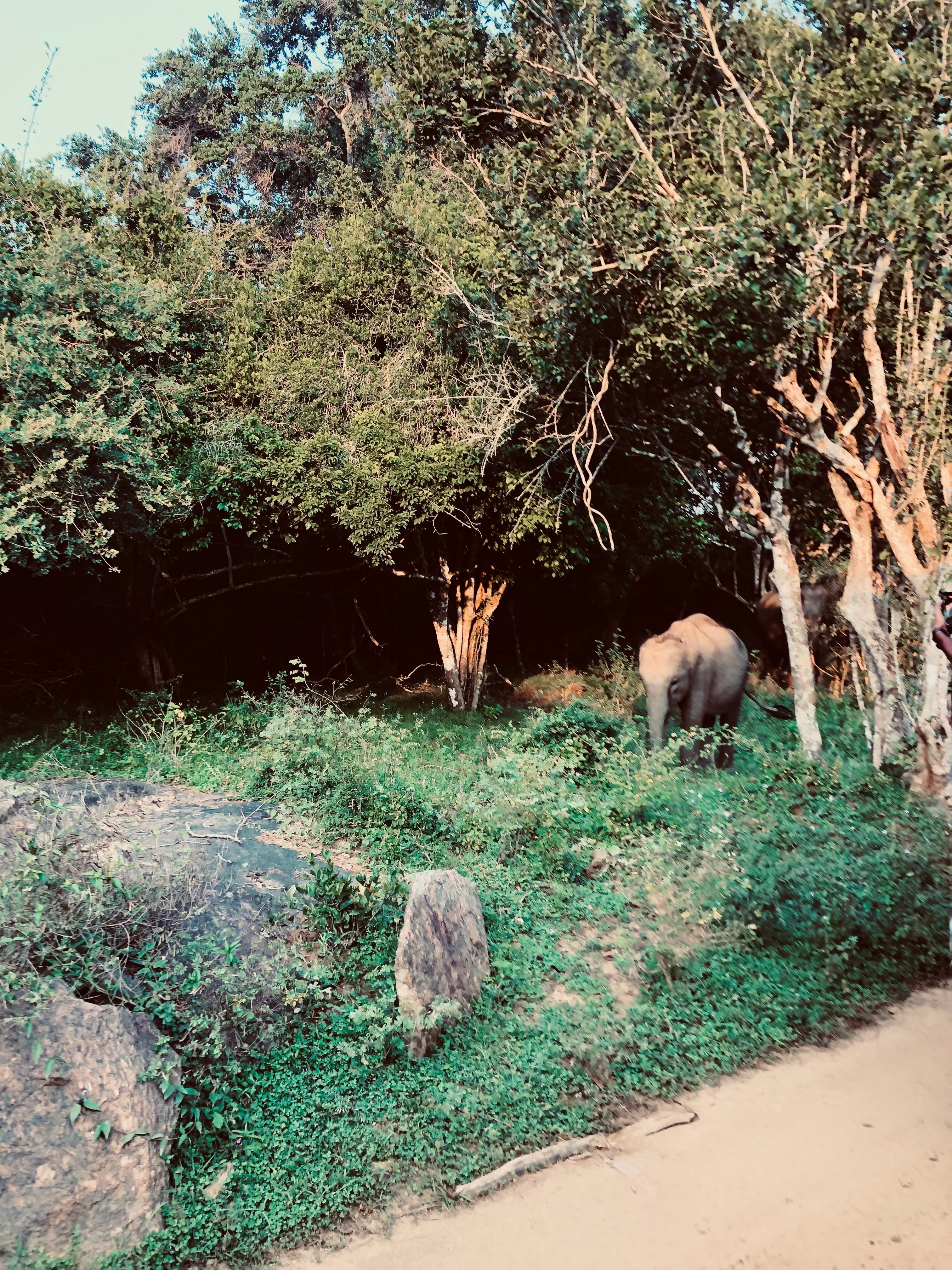 Yala National Park Entrance Fees 2026 A Transparent Cost Breakdown for Foreigners - Yala National Park Blog