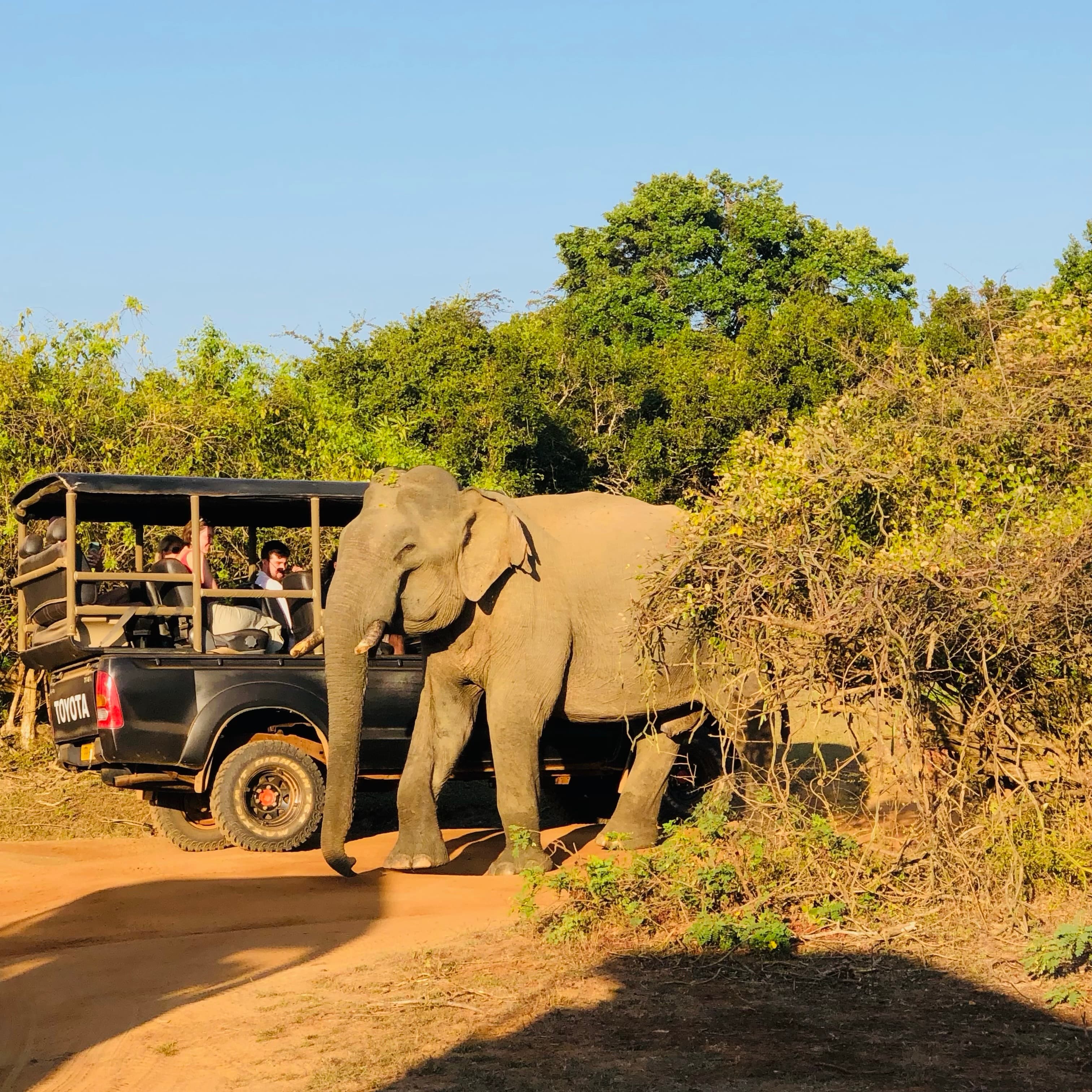ala National Park Safari 2026: The Ultimate Guide to Leopards, New Fees & Quotas - Yala National Park Blog