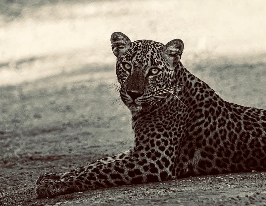 Yala National Park Safari 2026: The Honest Guide to Leopards, Real Costs & Avoiding "Jeep Jams" - Yala National Park Blog