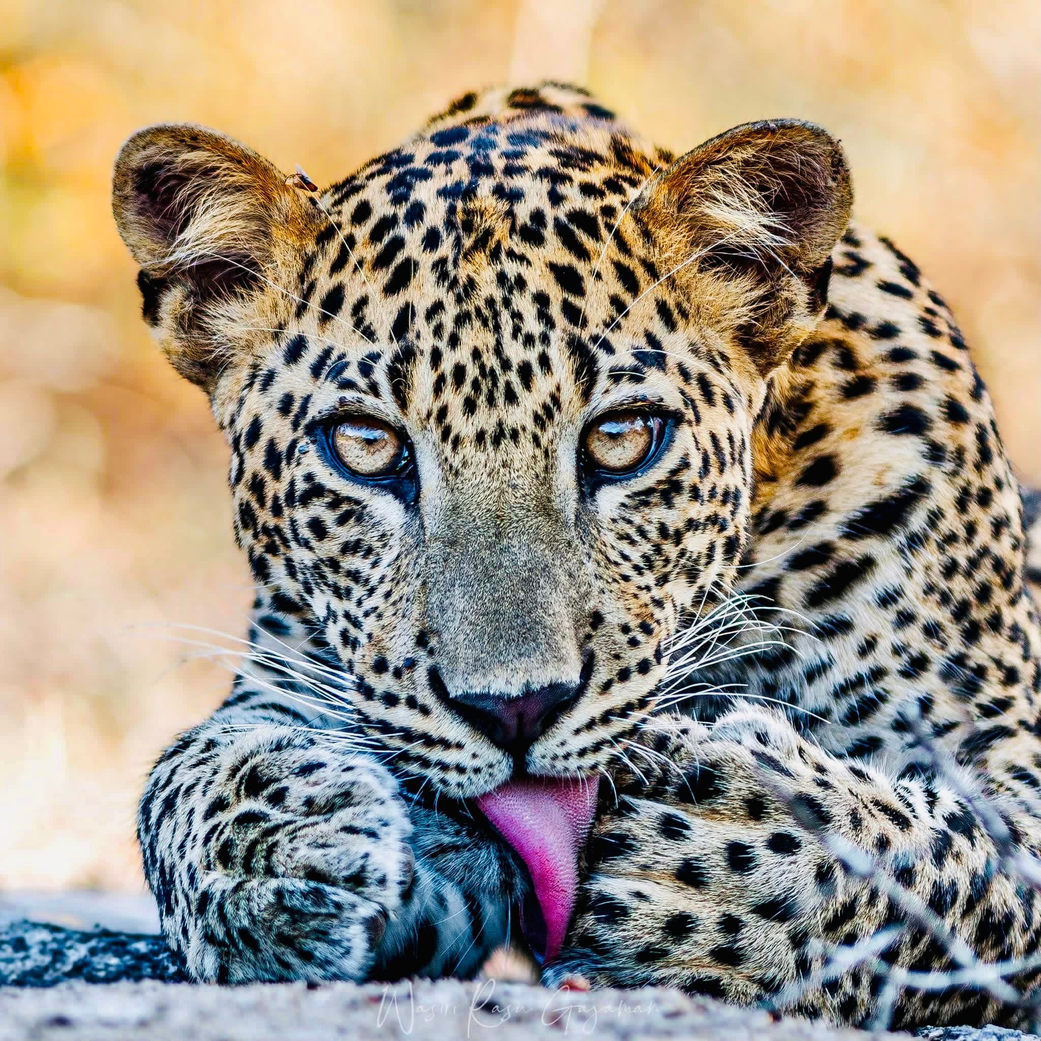 Yala National Park Safari 2026: How to See Leopards Without the Crowds (Full Guide for Foreigners) - Yala National Park Blog