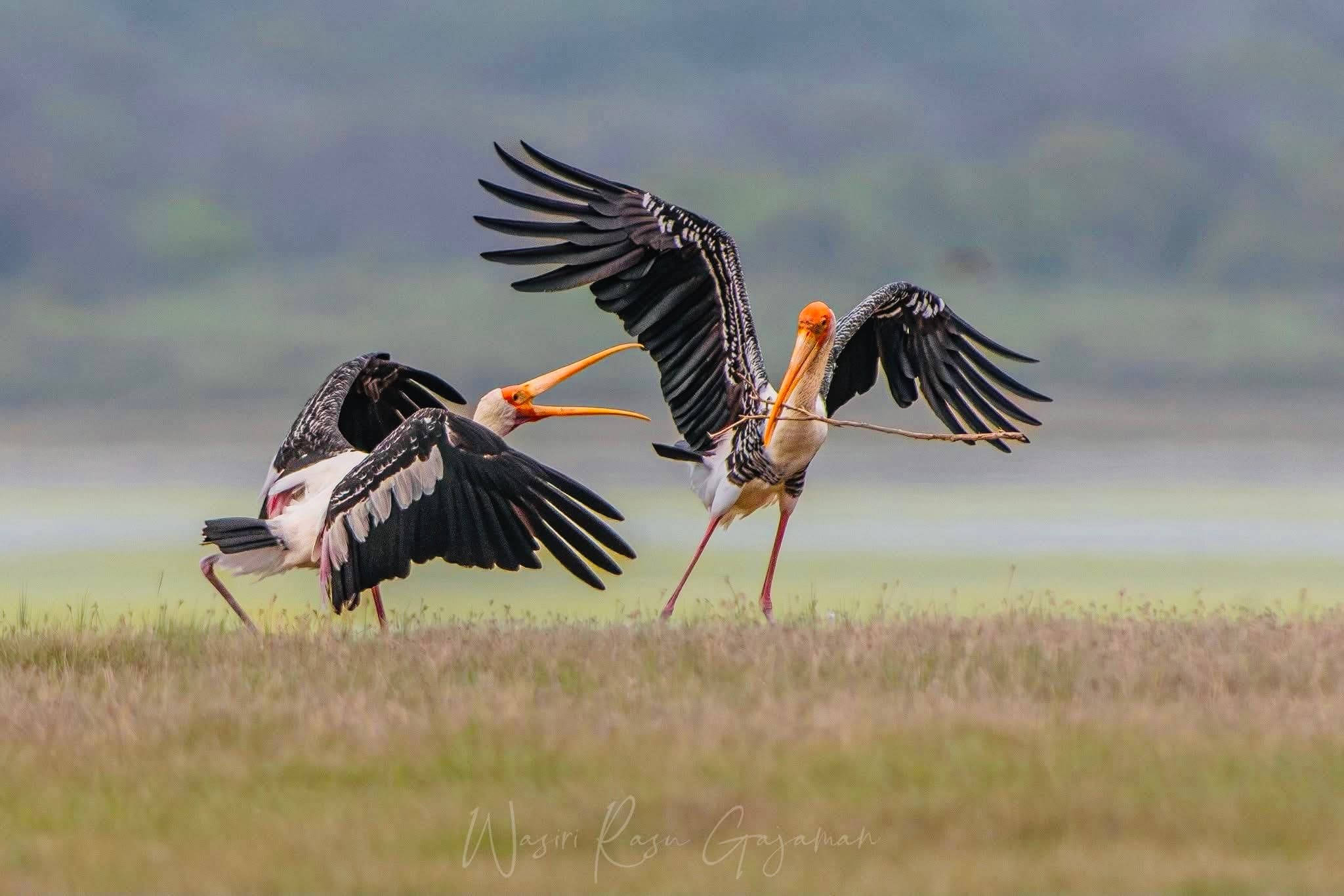 Yala National Park Safari 2026: April Update on New Digital QR entry, Fees & Leopard Secrets - Yala National Park Blog