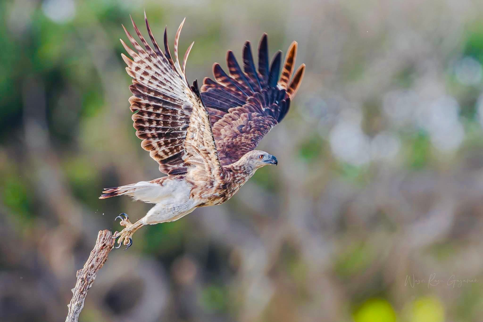 The 2026 Yala National Park Safari Guide: Leopards, Fees, and Insider Tips - Yala National Park Blog