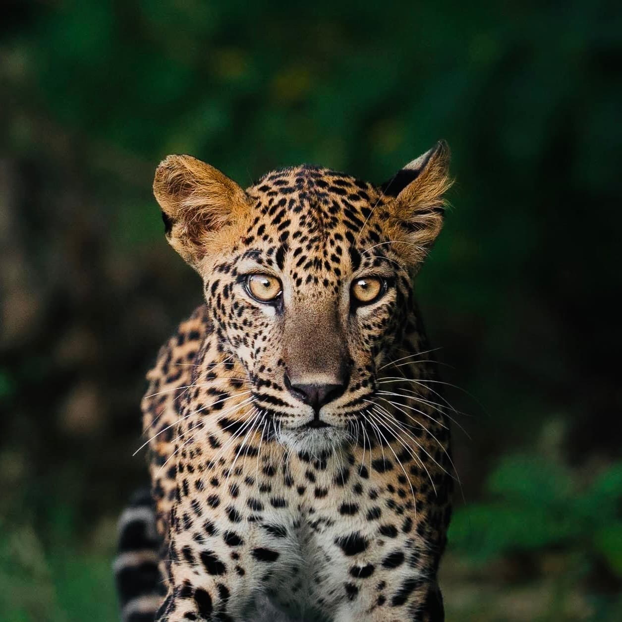 Yala National Park in 2026 The Insider Guide Foreigners Are Actually Using (Best Time, Hidden Zones & Beyond the Safari) - Yala National Park Blog