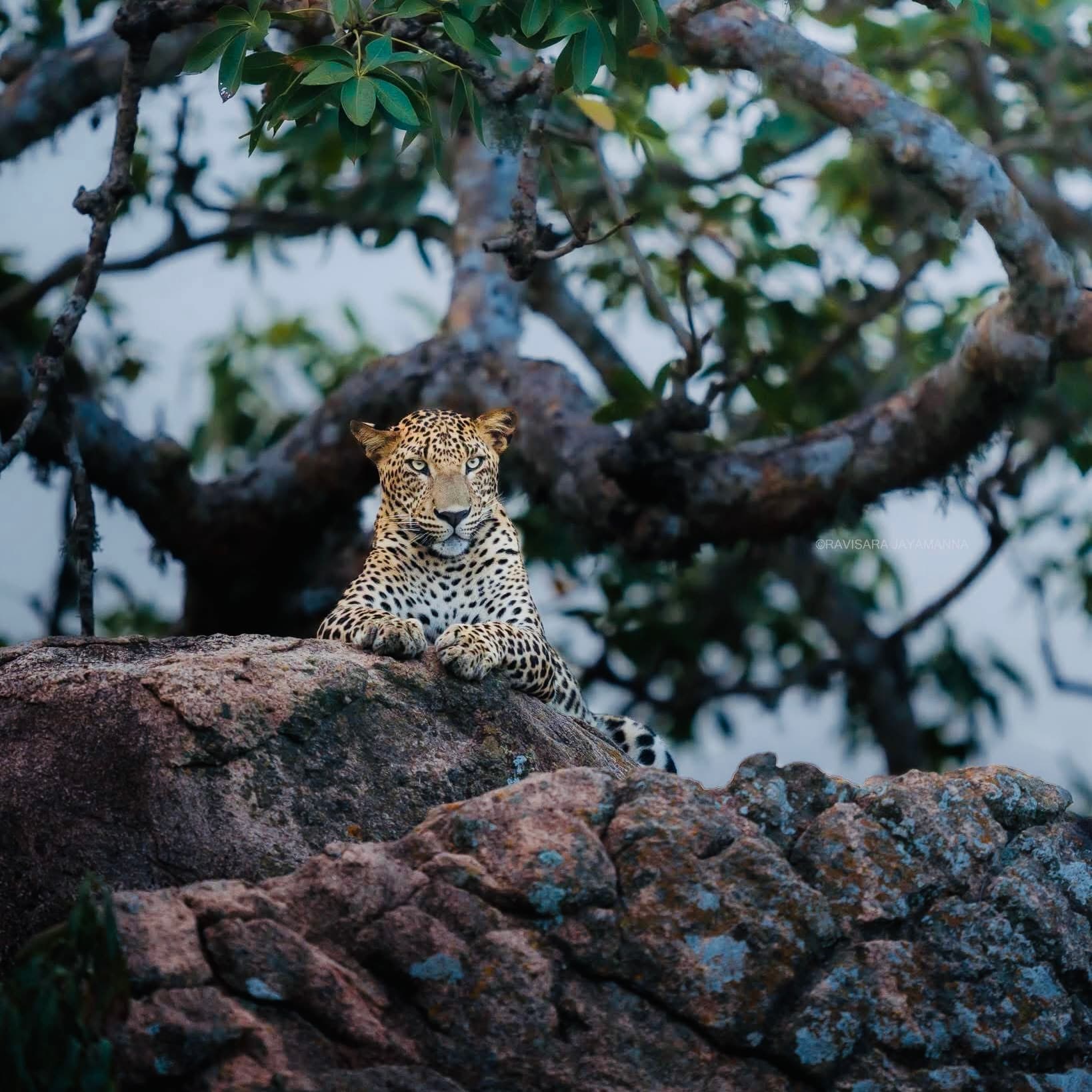 I'm Going to Yala National Park for the First Time in 2026 Here's Every Mistake to Avoid (And Exactly What to Do Instead) - Yala National Park Blog