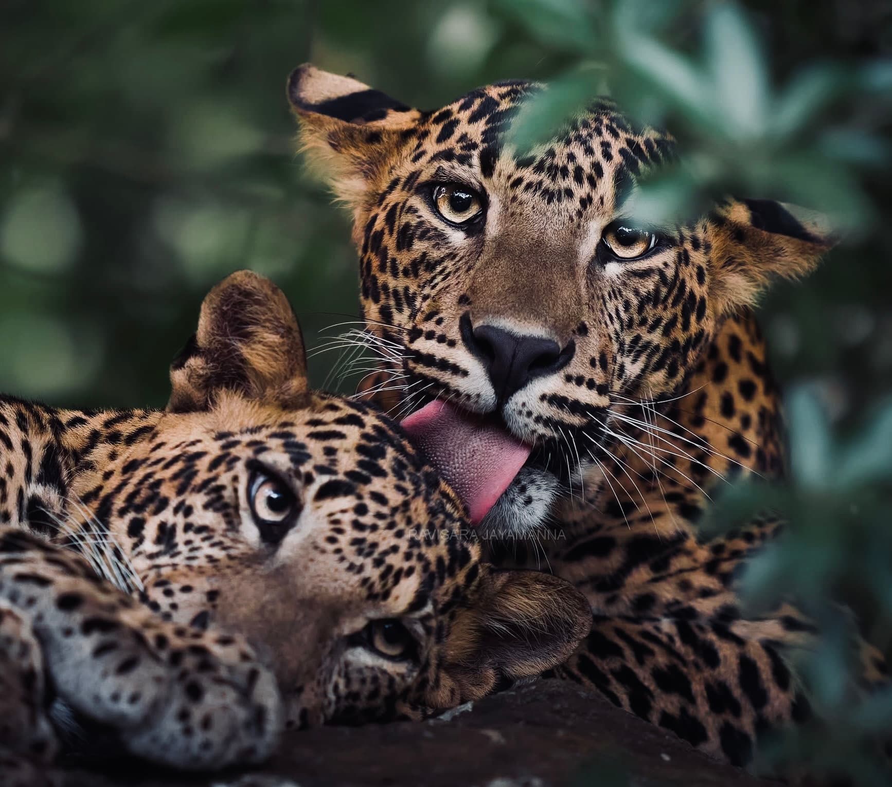 Yala National Park Honeymoon Guide 2026 Why Couples Are Choosing Leopard Safaris Over Beach Resorts - Yala National Park Blog