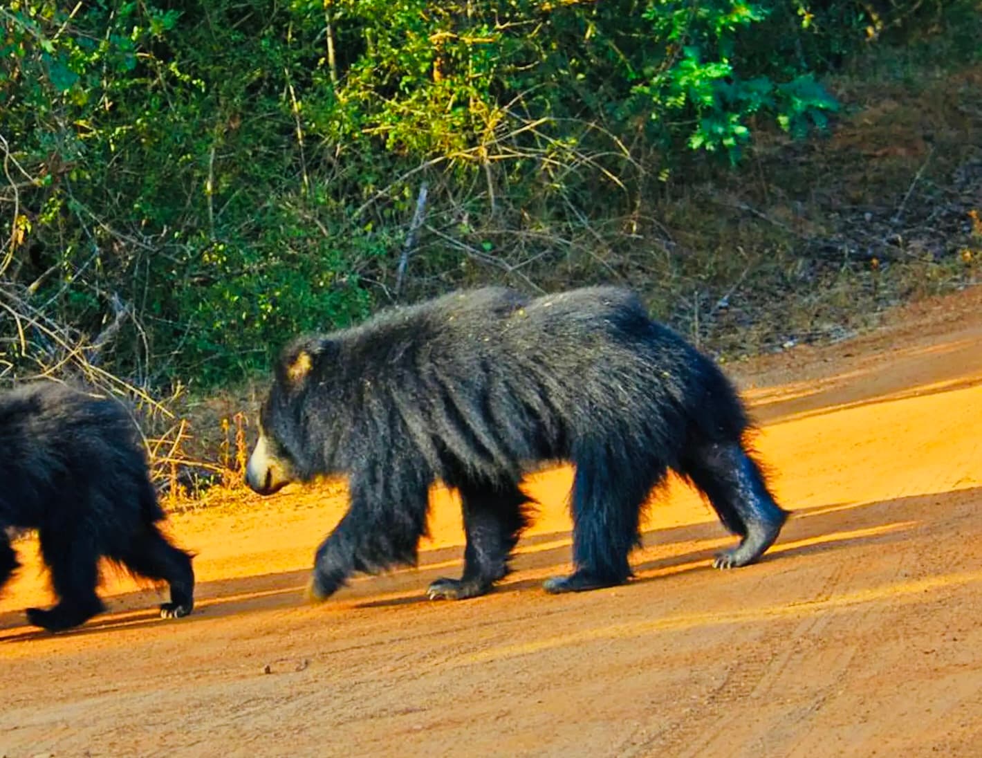 Yala National Park Animals The Complete 2026 Guide to Every Species You Can See (Big 5, Birds, Reptiles & Hidden Gems) - Yala National Park Blog