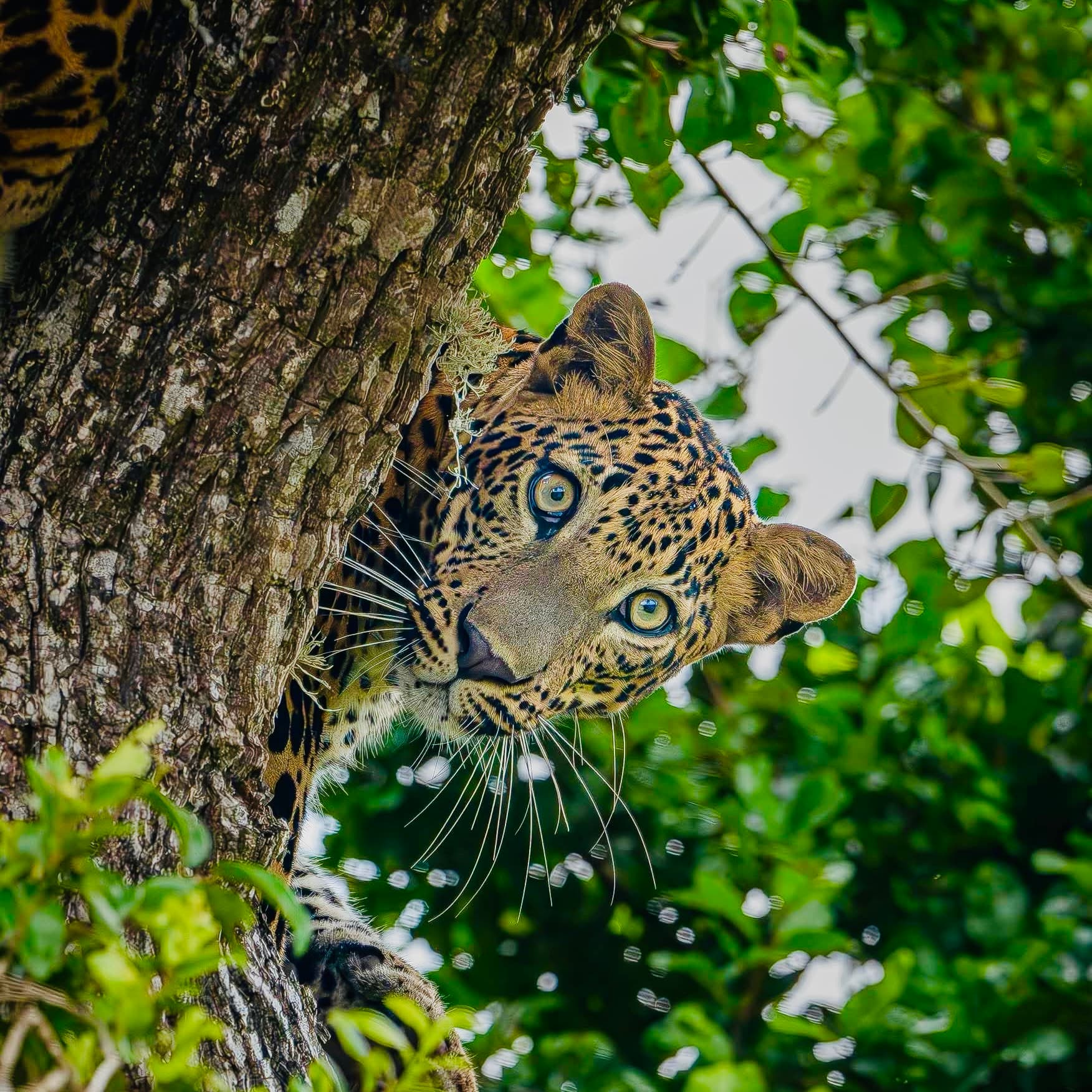 Yala vs Wilpattu vs Udawalawe vs Minneriya Which Sri Lanka Safari Park Is Right for You in 2026? - Yala National Park Blog