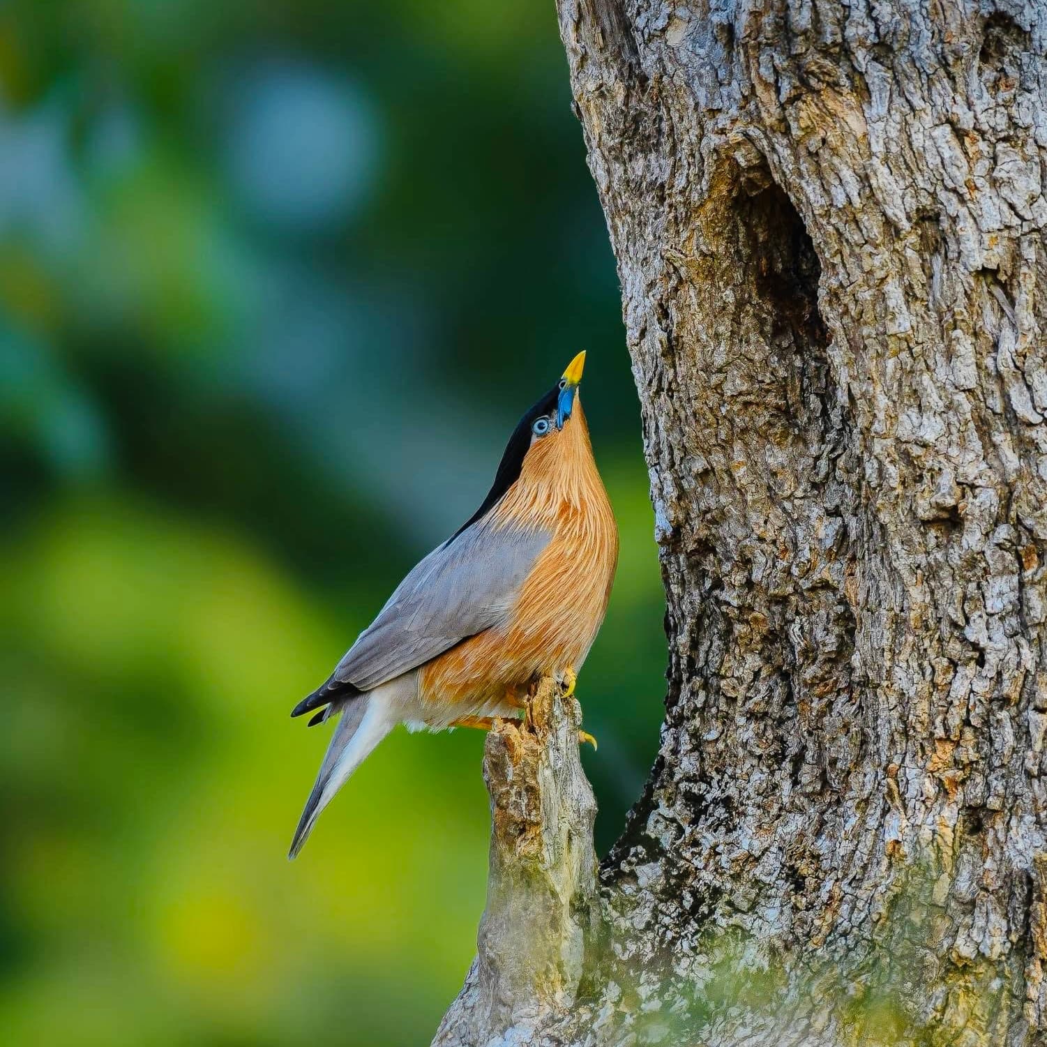 Sri Lanka Food Guide 2026 What to Eat Before, During & After Your Yala Safari (20 Must-Try Dishes) - Yala National Park Blog