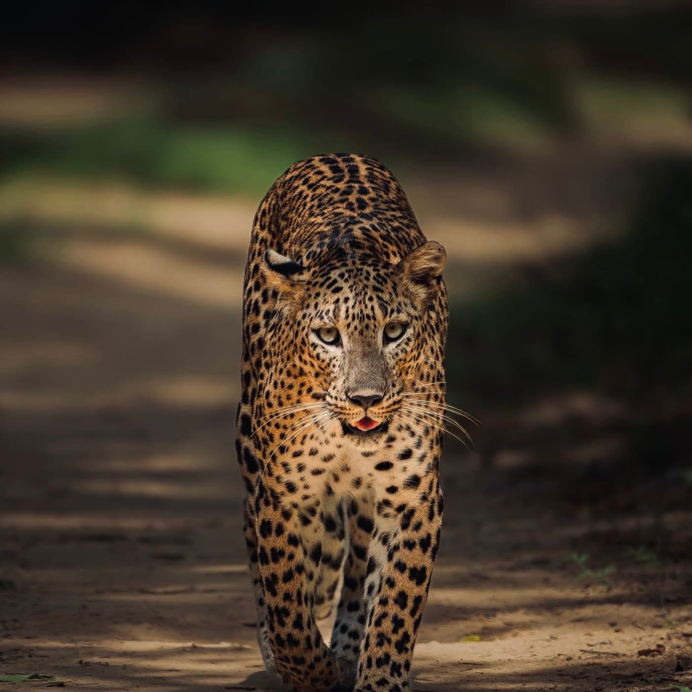 Yala National Park Safari 2026 Best Time, Leopard Sightings, and How to Avoid Crowds” - Yala National Park Blog
