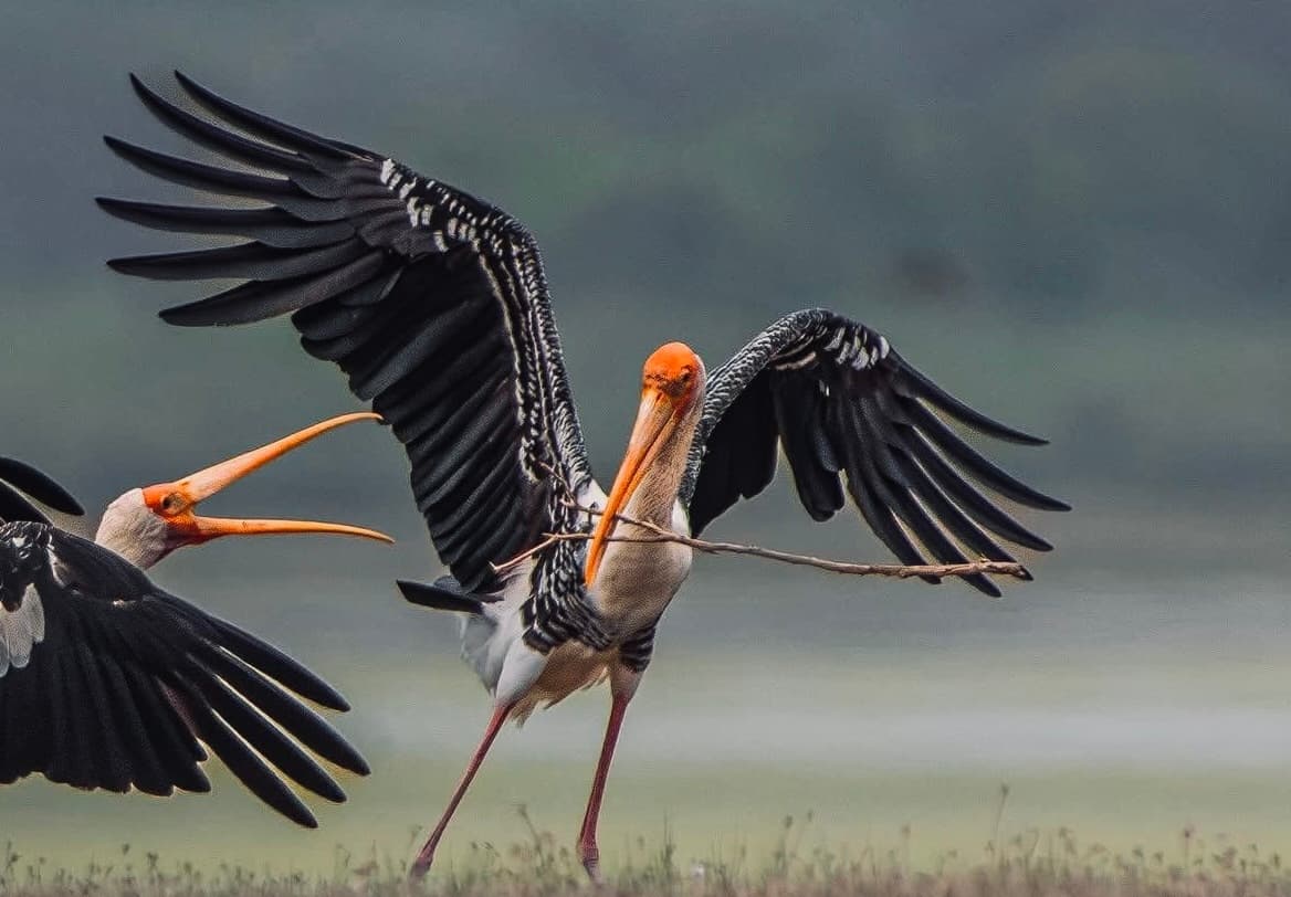 Leopards & Blue Whales How to See Both on One Sri Lanka Trip in 2026 (The Complete Yala + Mirissa Guide) - Yala National Park Blog
