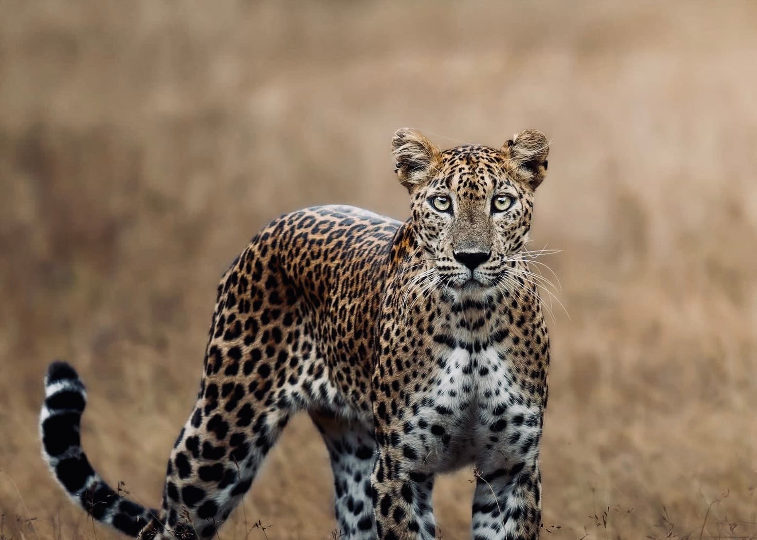 Yala National Park on a Budget 2026\ The Complete Cost Guide & Every Money-Saving Trick That Actually Works - Yala National Park Blog