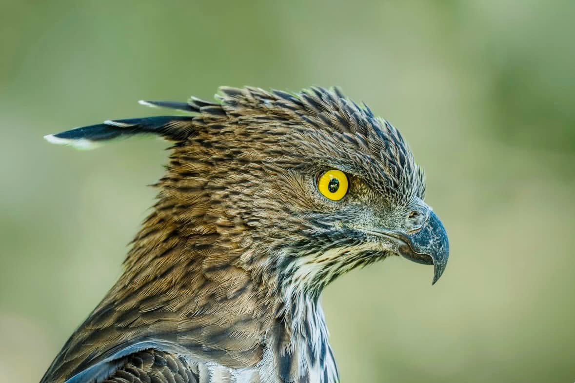 7 Insider Secrets for the Best Yala National Park Safari in 2026 (From a Local Guide) - Yala National Park Blog