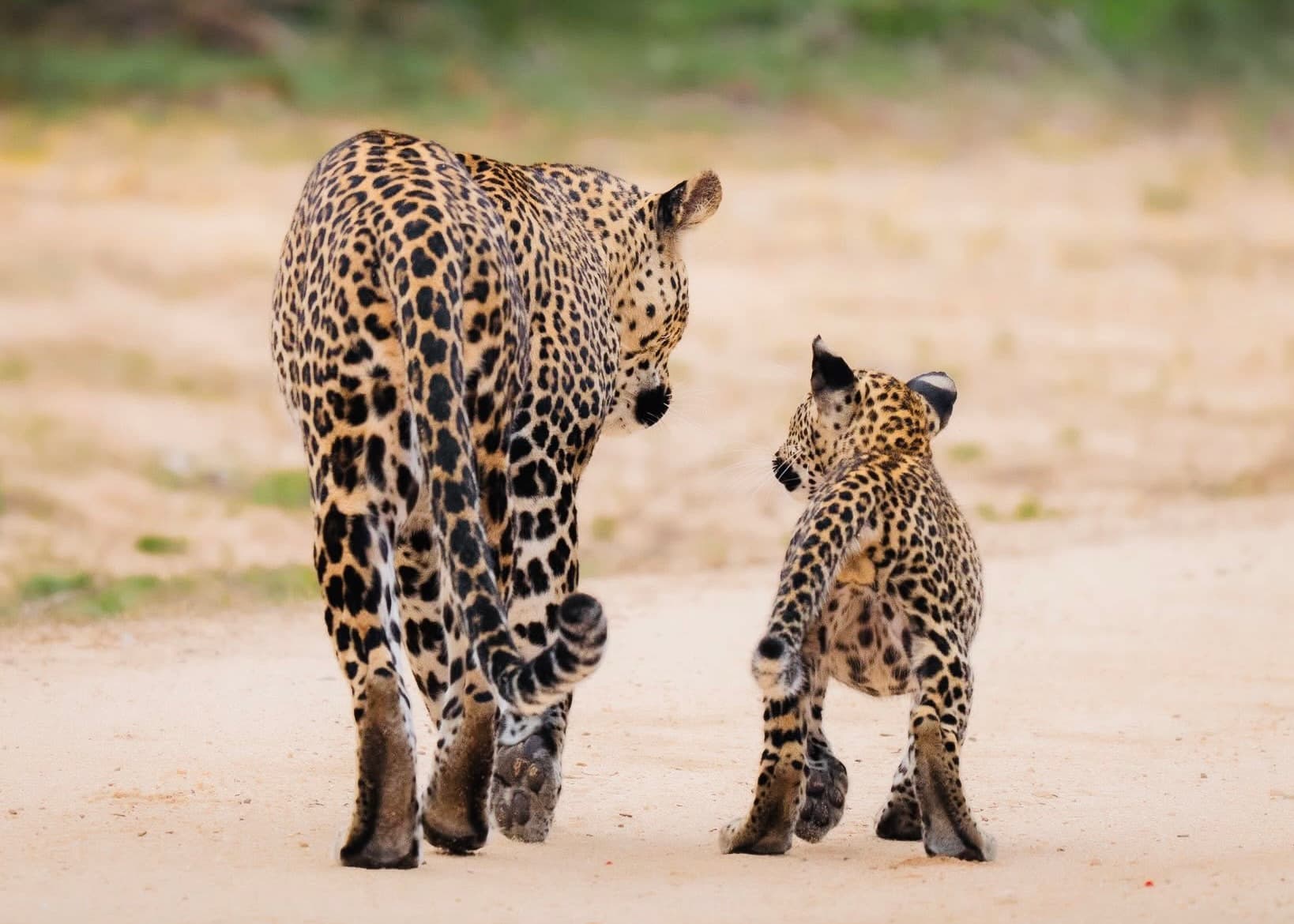 Yala National Park Safari 2026 Digital Tickets, Hidden Blocks & How to See Leopards Ethically - Yala National Park Blog