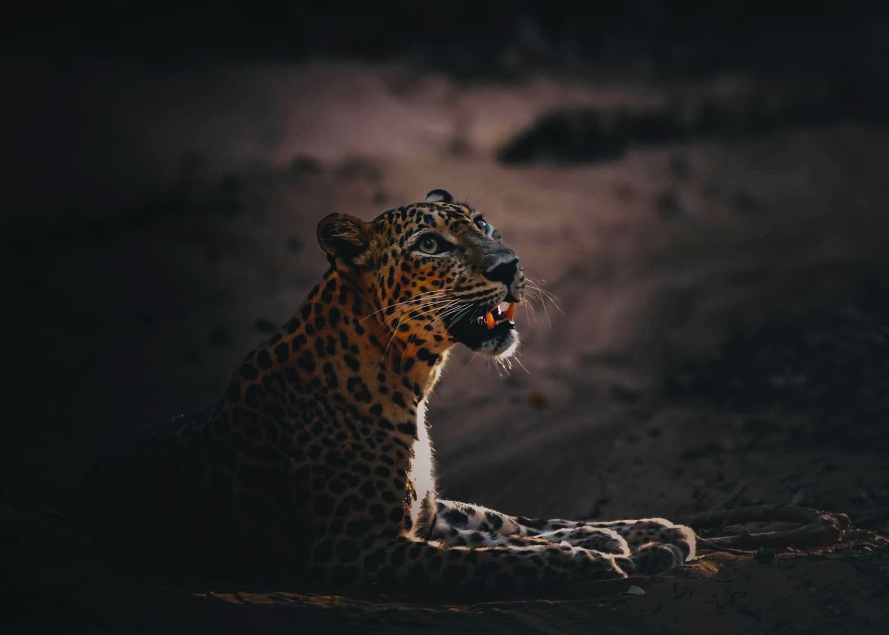 Leopard Jams & Deadly Speeding How 2026 Digital Ticketing Is Fixing Yala's Crisis (Complete Safari Guide) - Yala National Park Blog