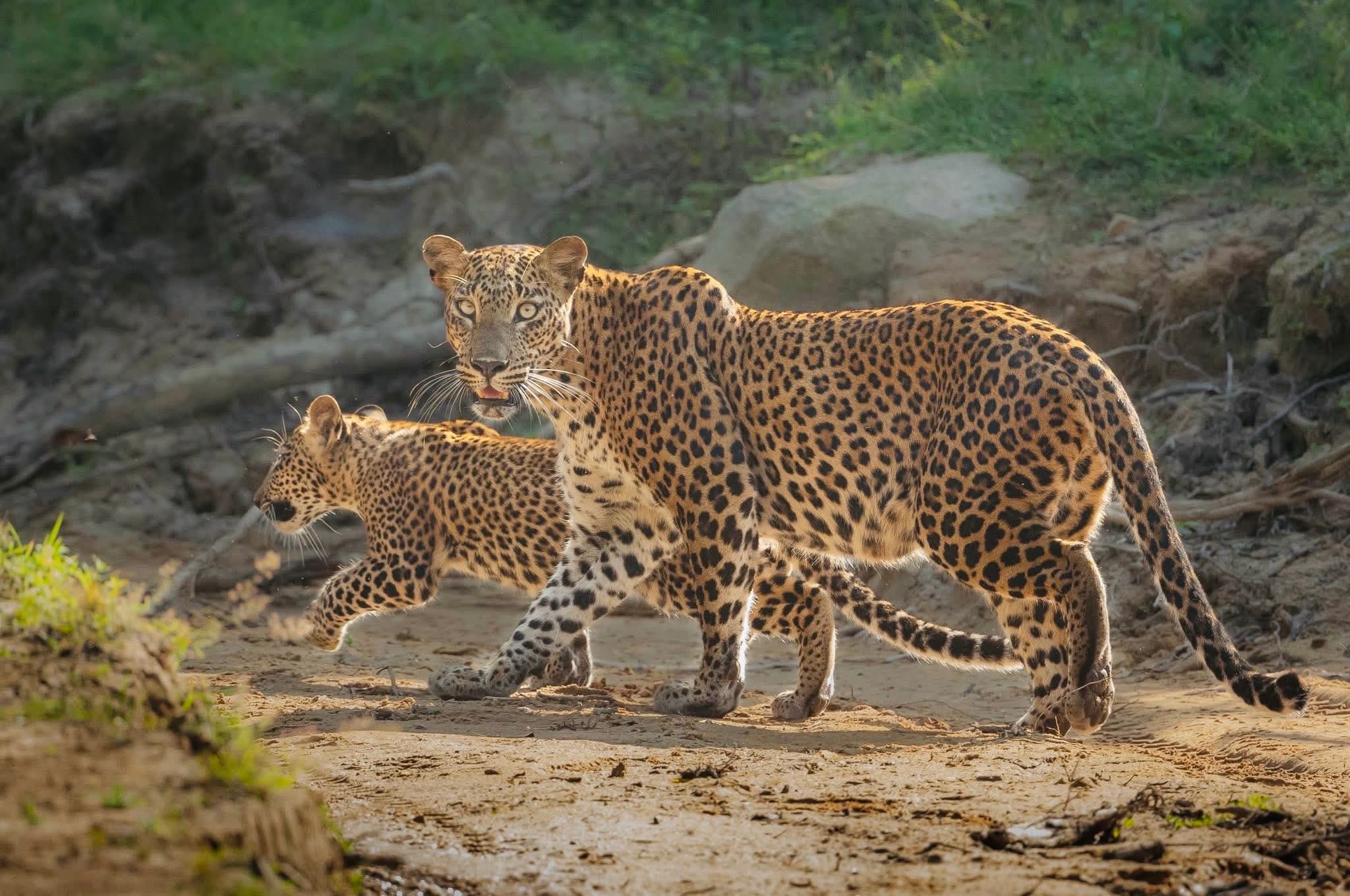 The 2026 Yala National Park Safari Shake Up New Vehicle Cap, Digital Tickets & Why Block 5 is the Ethical Choice - Yala National Park Blog