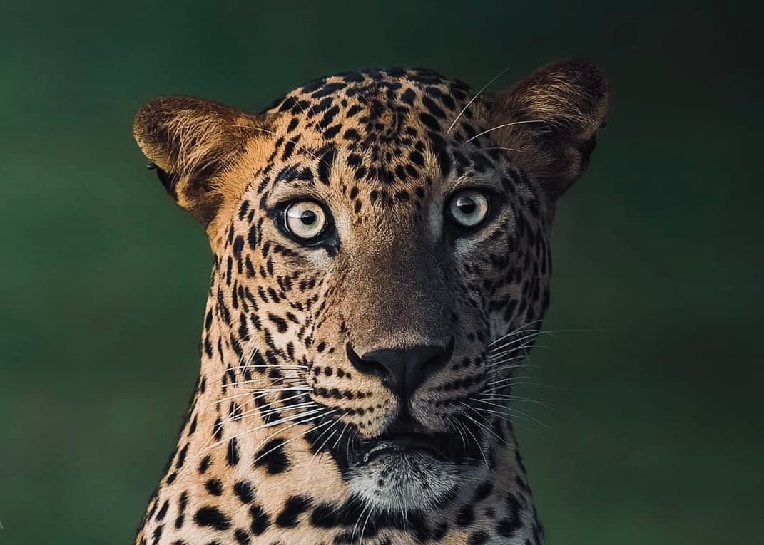 The Only Yala National Park Safari Guide You Need in 2026 Digital Tickets, Leopard Hotspots & Responsible Travel - Yala National Park Blog